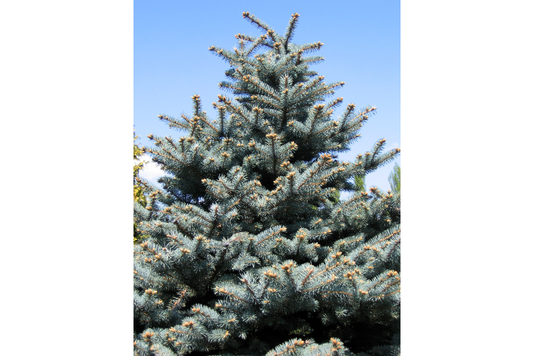 Image of Glauca ezüstfenyő / Picea pungens 'Glauca' ✷