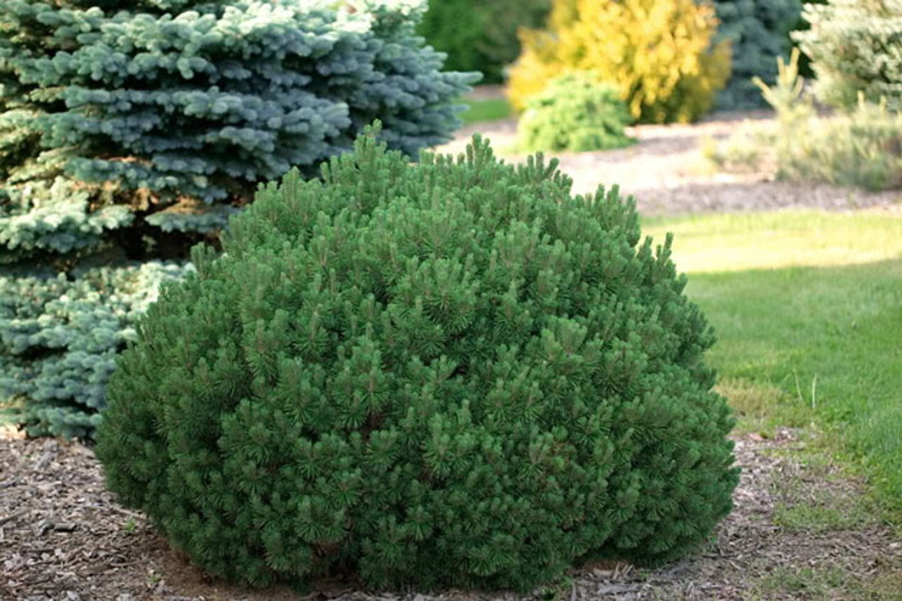 Image of Mops törpefenyő / Pinus mugo 'Mops' - 30-40