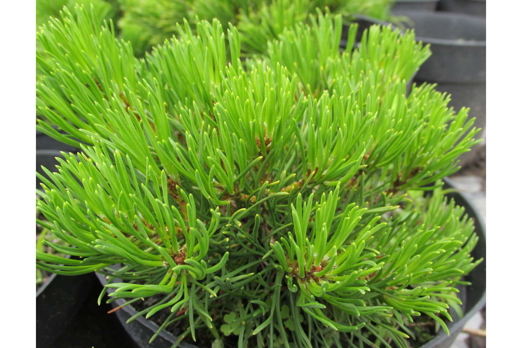 Image of Pumilio törpefenyő / Pinus mugo var. pumilio - 15-20