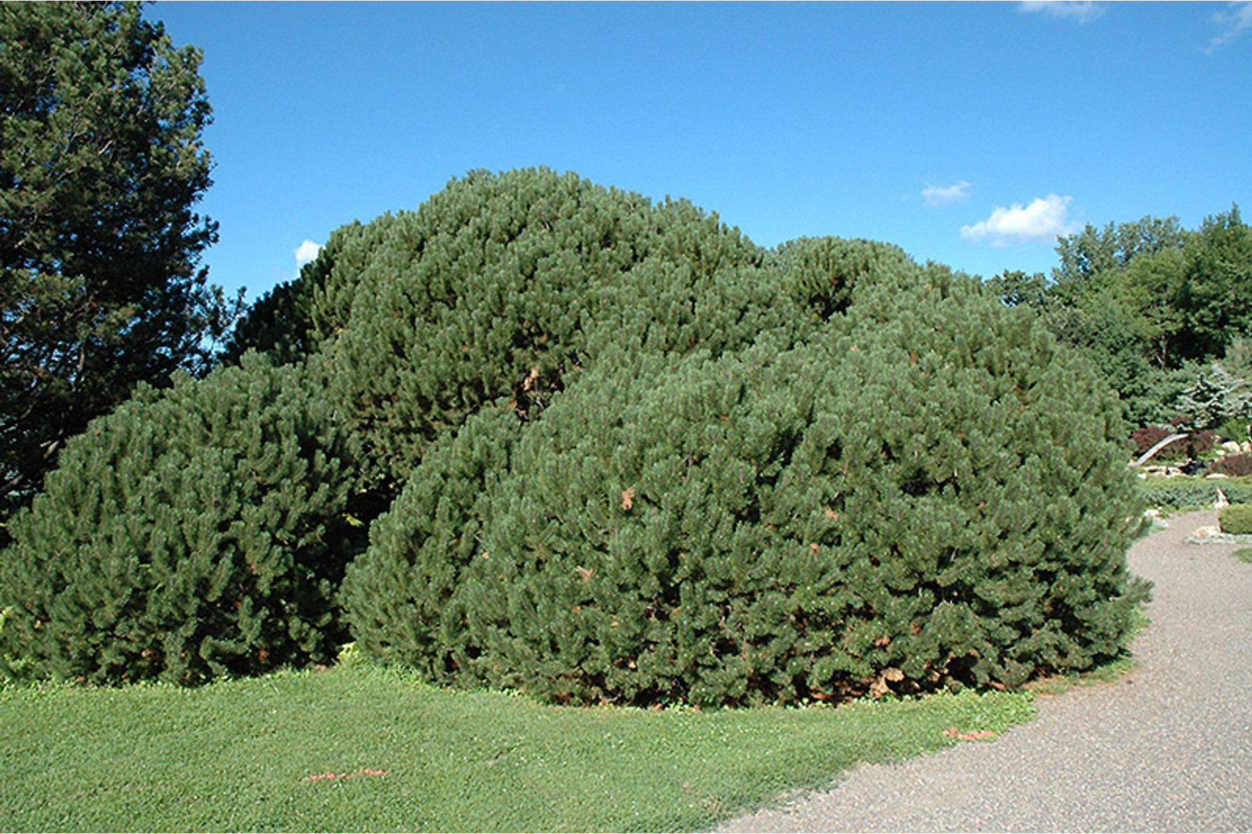 Image of Havasi törpefenyő / Pinus mugo var. mughus ✷
