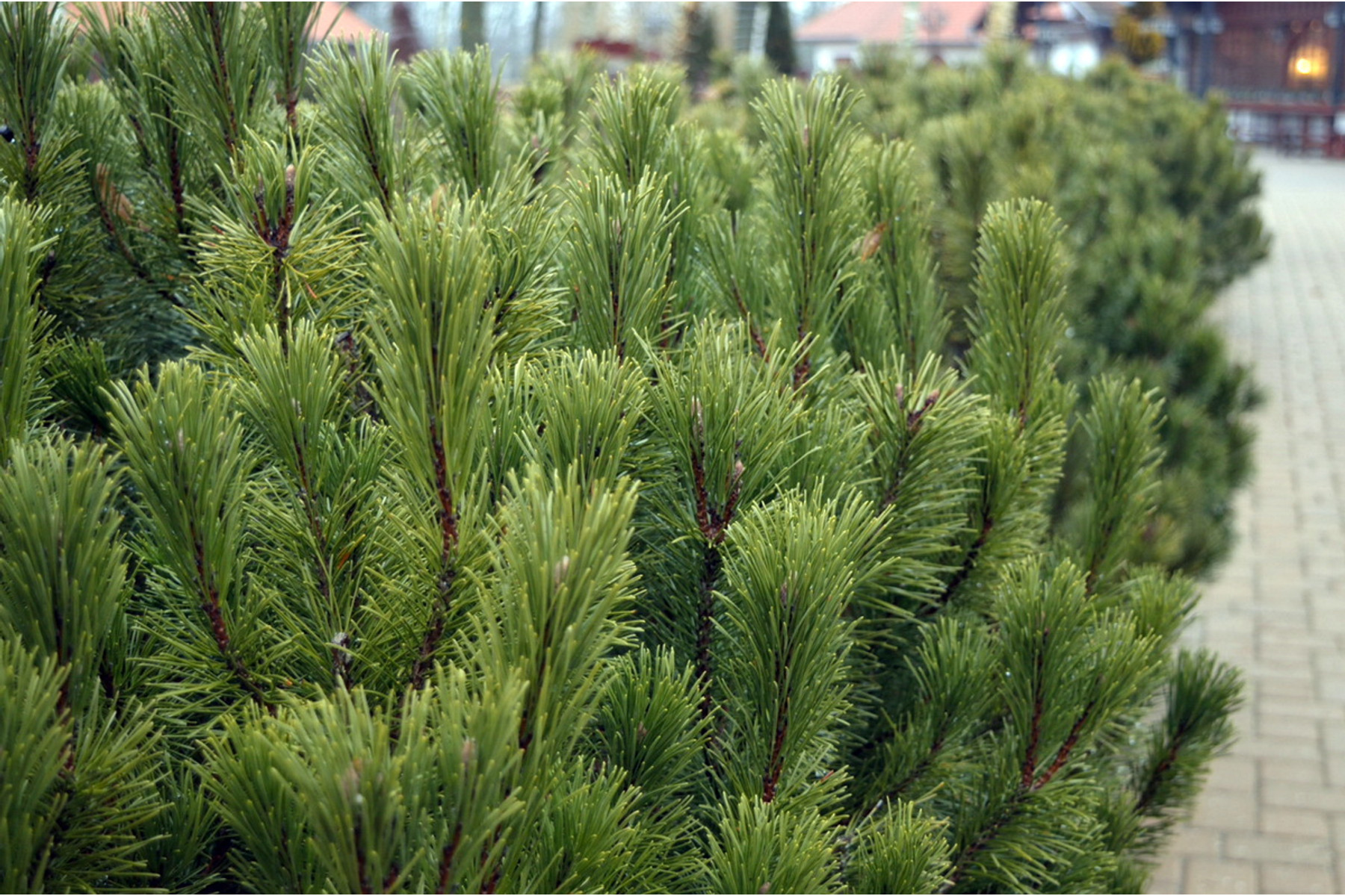 Image of Törpefenyő / Pinus mugo - 20-25