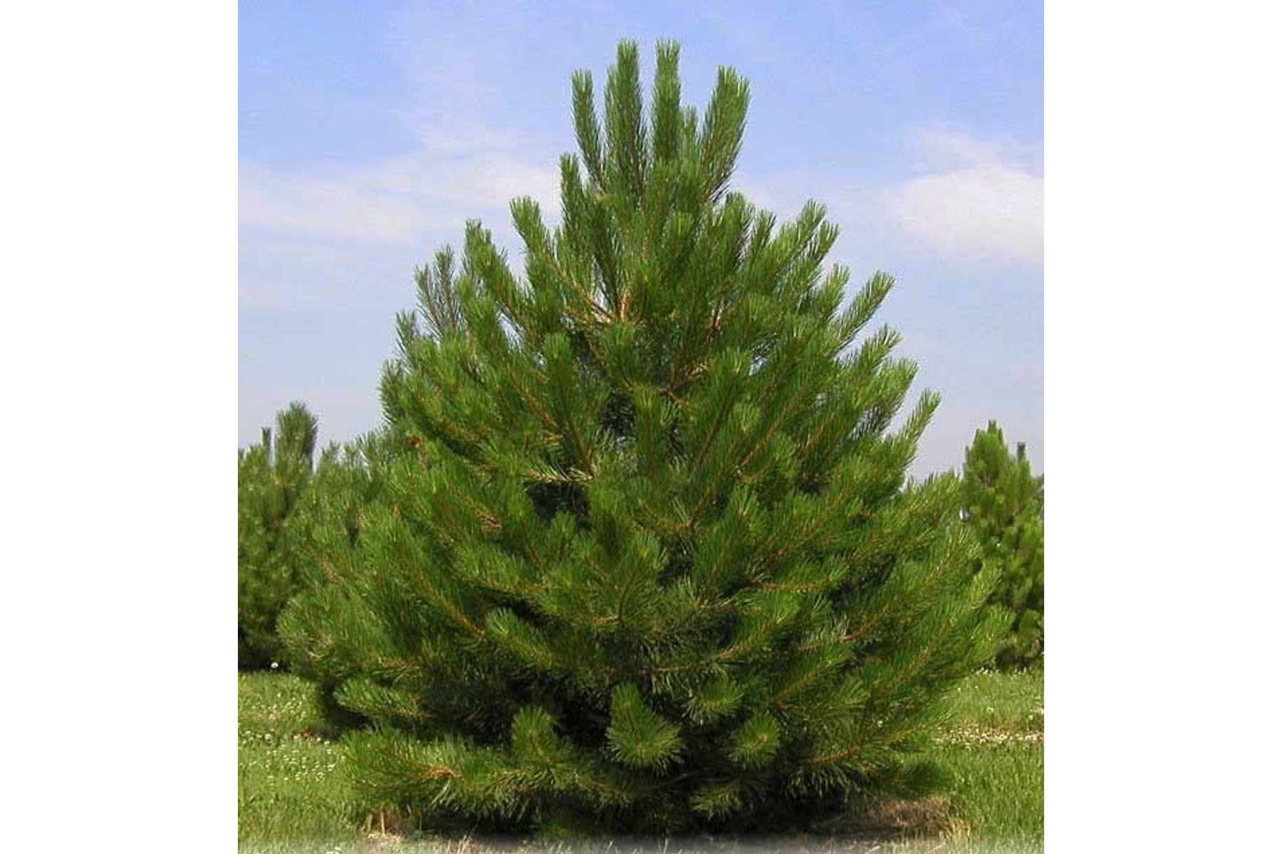 Image of Osztrák feketefenyő / Pinus nigra 'Austriaca' - 200-250