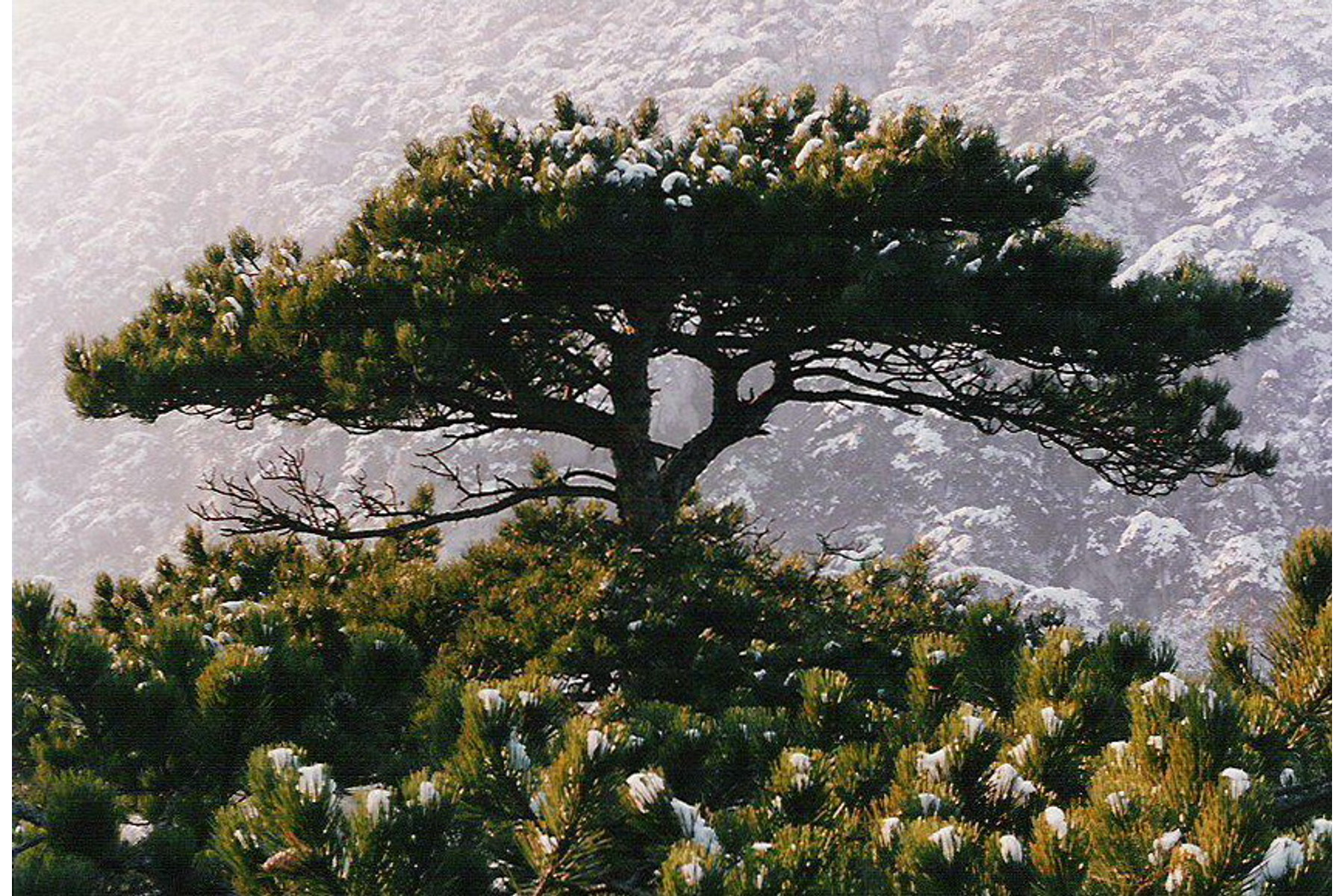 Image of Feketefenyő / Pinus nigra ✷