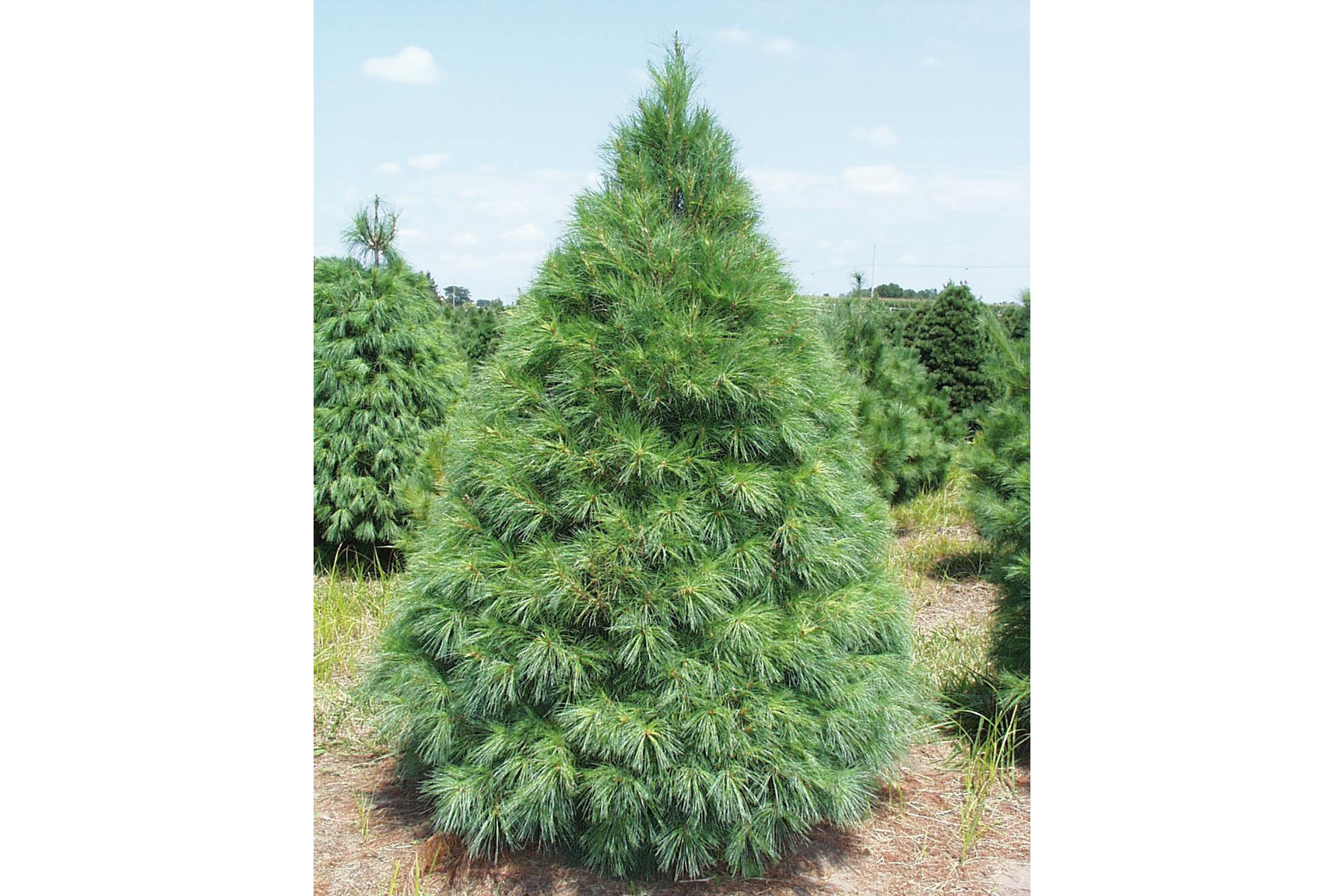 Image of Simafenyő vagy selyemfenyő / Pinus strobus ✷