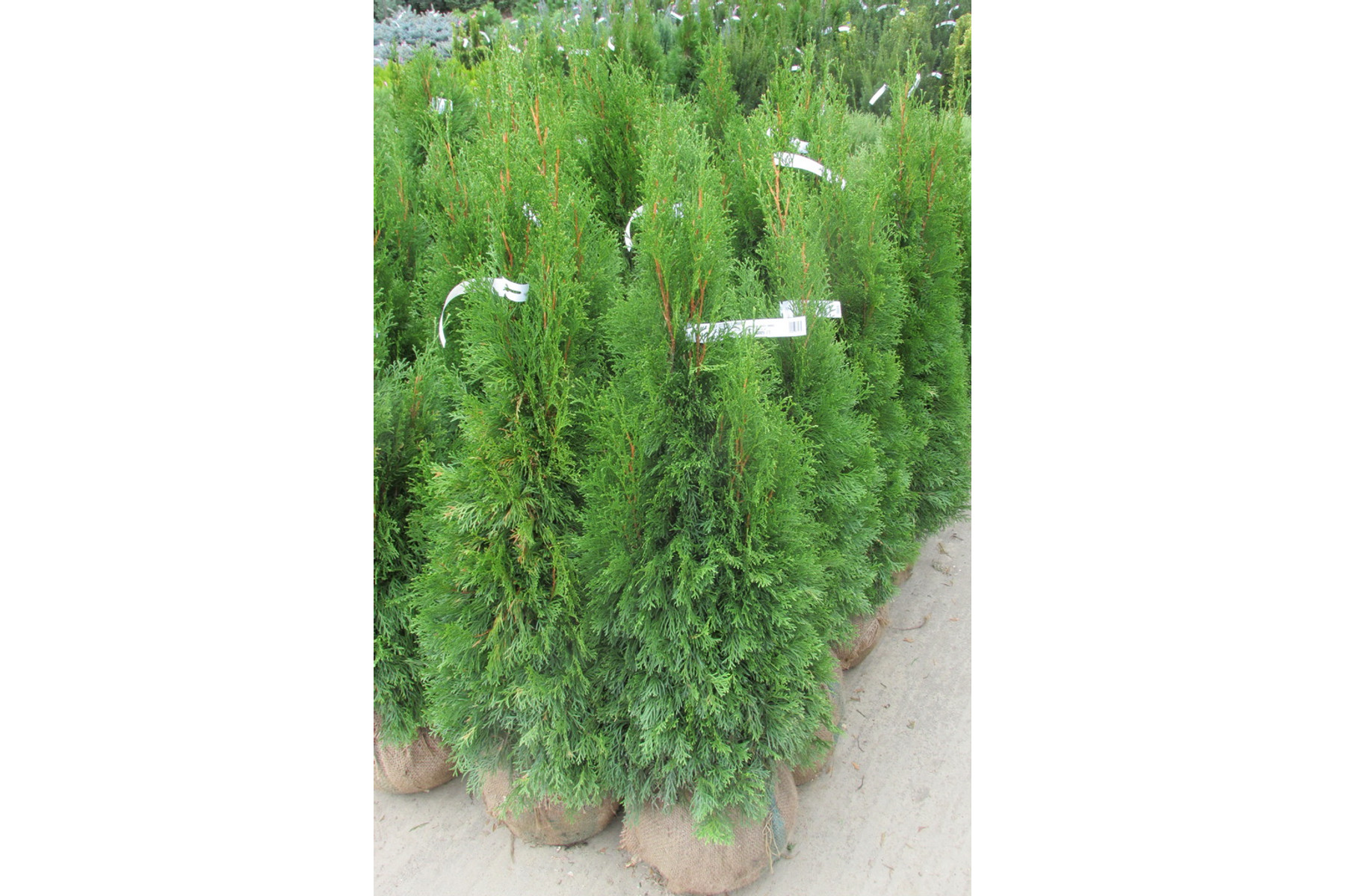Image of Smaragd tuja / Thuja occidentalis 'Smaragd' - földlabdás - 175-200