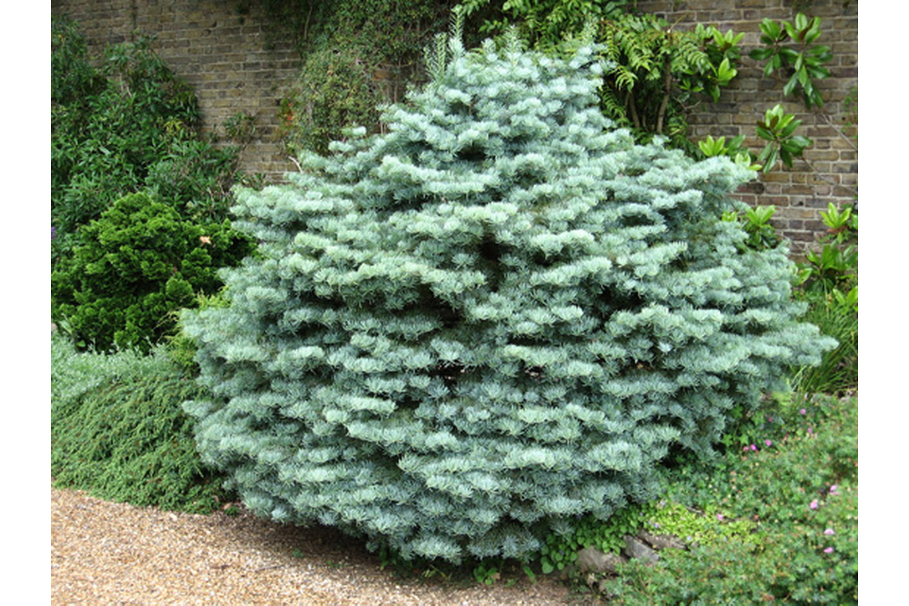 Image of Törpe kolorádófenyő / Abies concolor 'Compacta' ✷