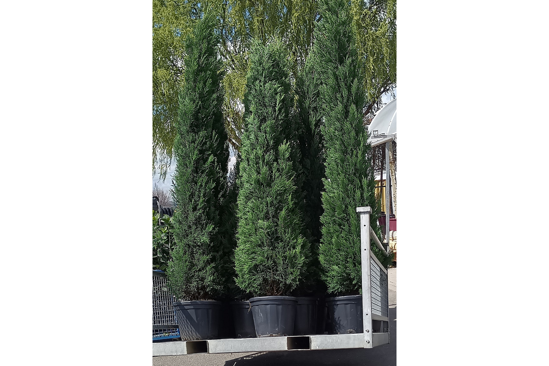 Image of Blue Jeans kék leyland ciprus / Cupressocyparis x leylandii 'Blue Jeans' ✷