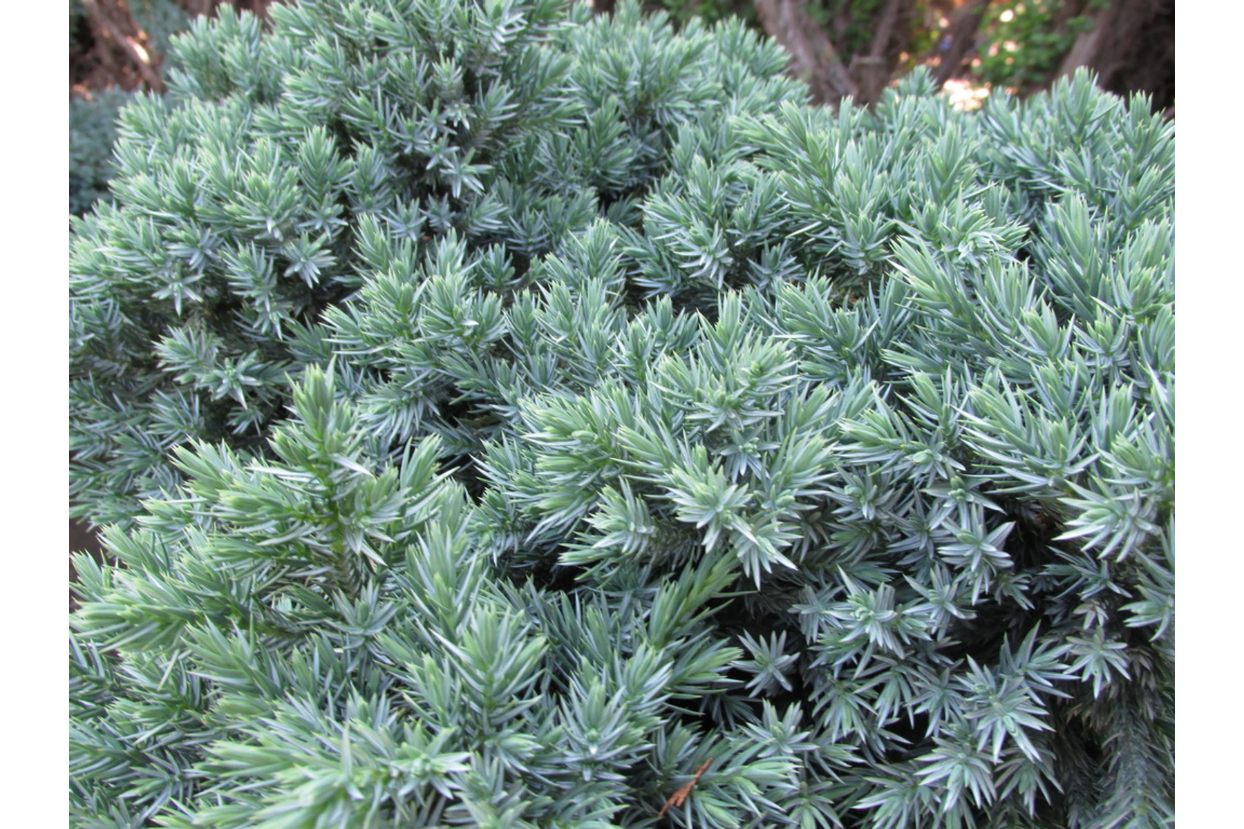 Image of Blue Star nepáli törpe boróka / Juniperus squamata 'Blue Star' ✷