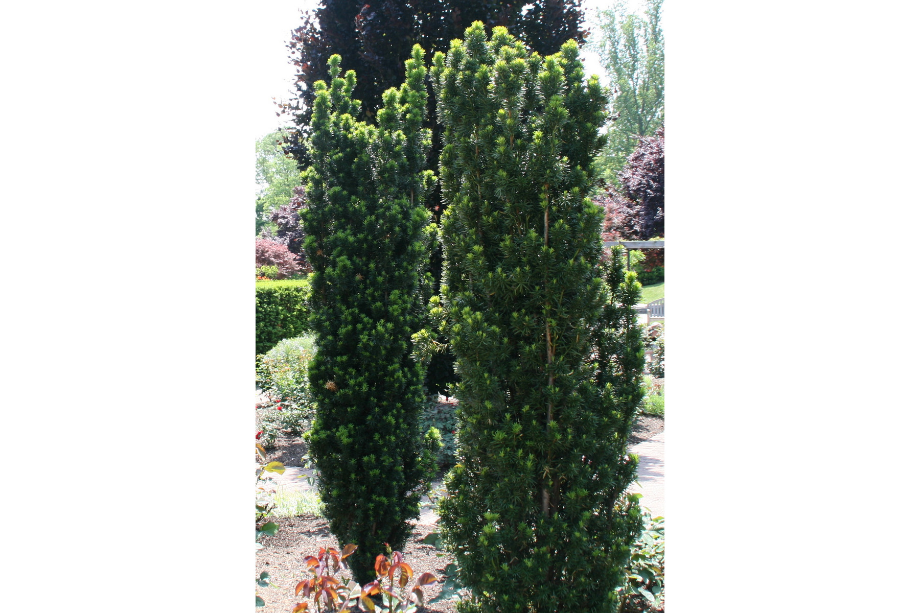 Image of Oszlopos tiszafa / Taxus x media 'Hillii' (nincs termés) - 60-80