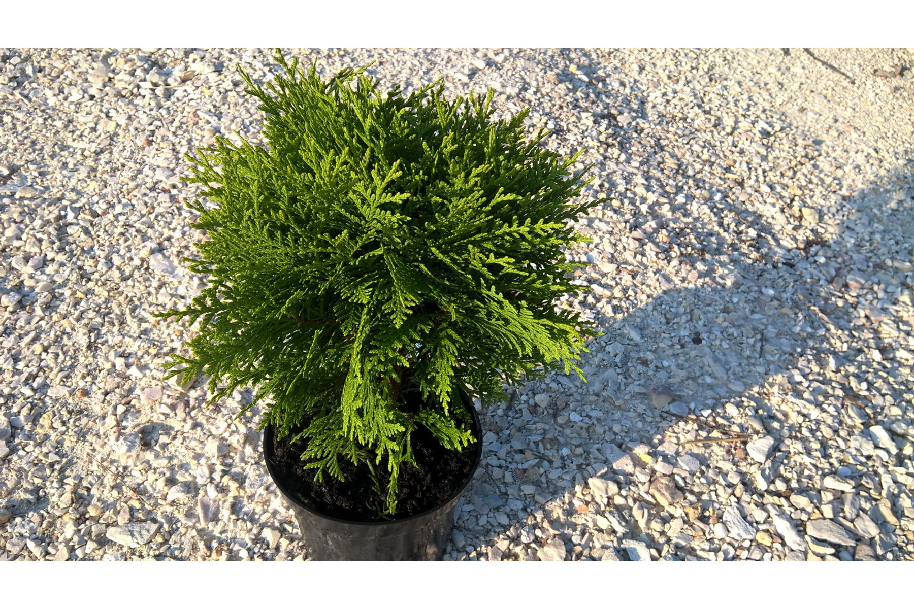 Image of Danica törpe gömb tuja / Thuja occidentalis 'Danica' ✷