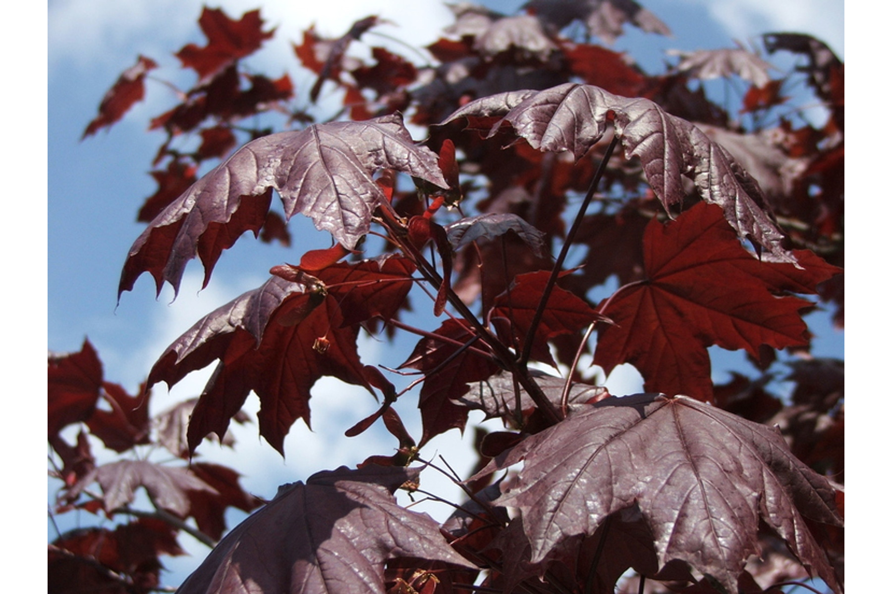 Image of Crimson King vérjuhar / Acer platanoides 'Crimson King' ✥