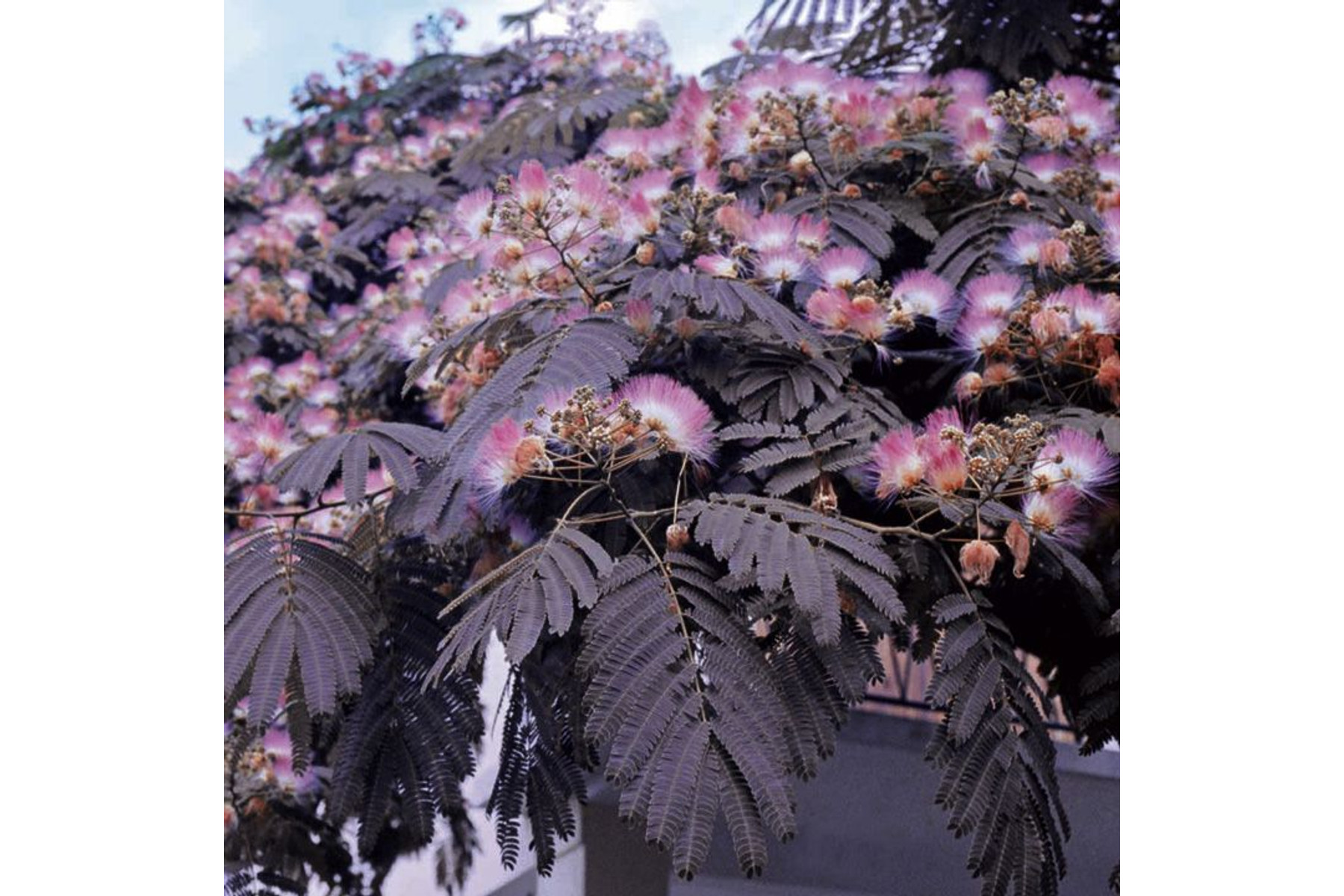 Image of Bordólevelű selyemakác / Albizia julibrissin 'Summer Chocolate' ✥