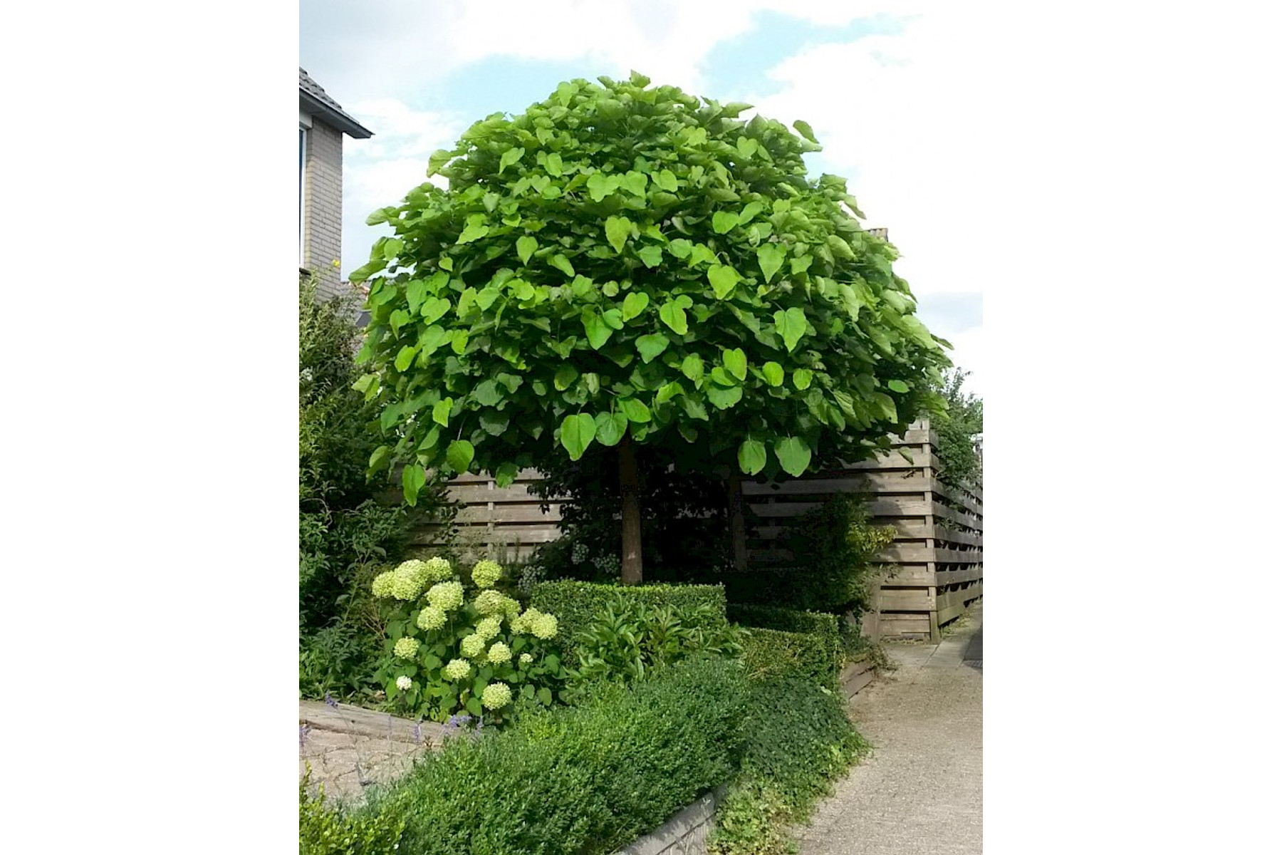 Image of Gömbszivarfa / Catalpa bignonioides 'Nana' ✥