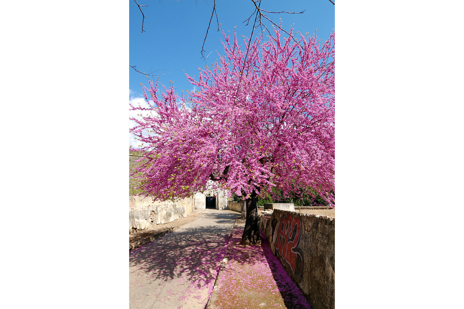 Image of Közönséges júdásfa / Cercis siliquastrum - 200-250