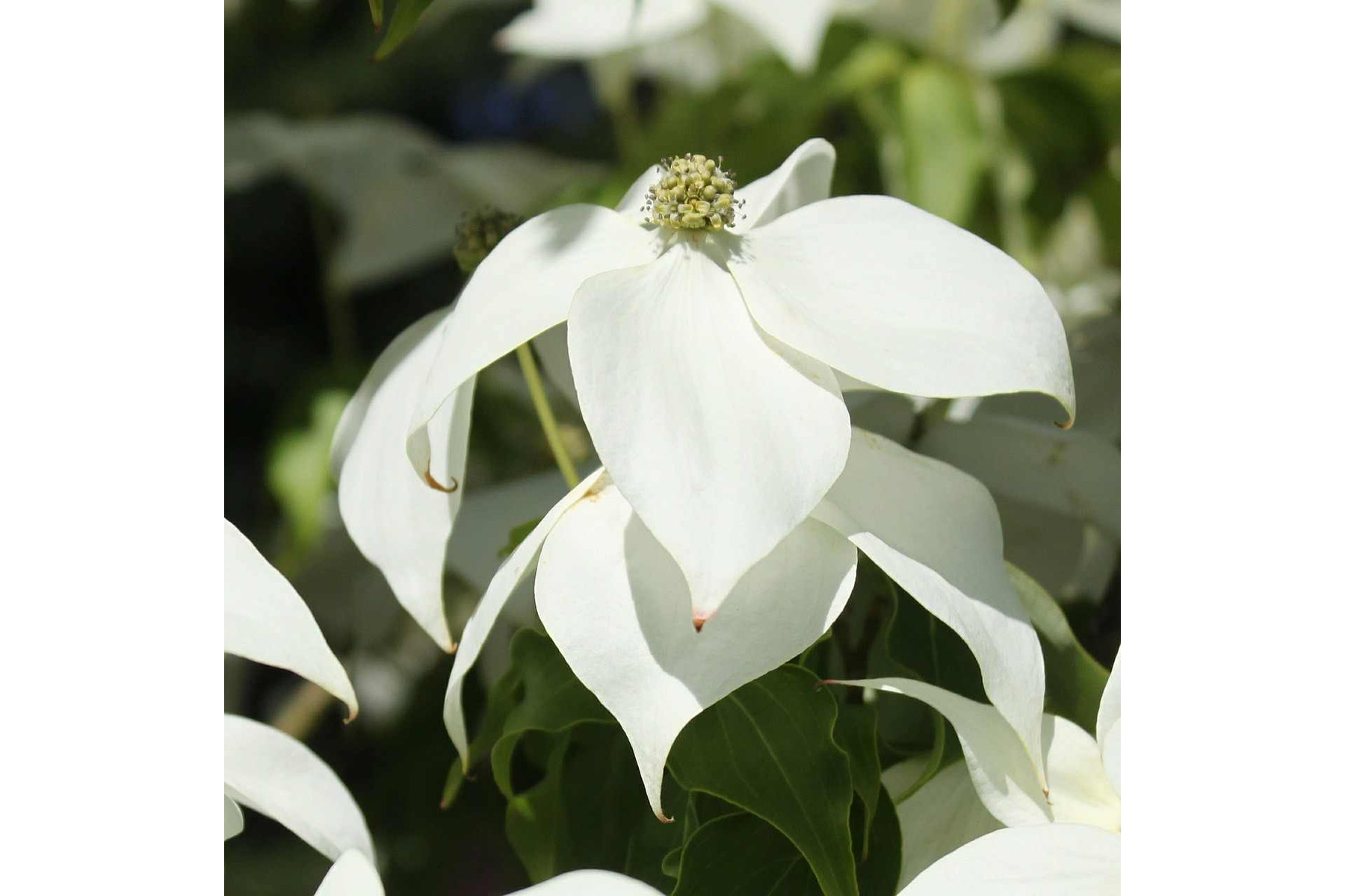 Image of Kínai csillagsom / Cornus kousa var. chinensis - 150-175
