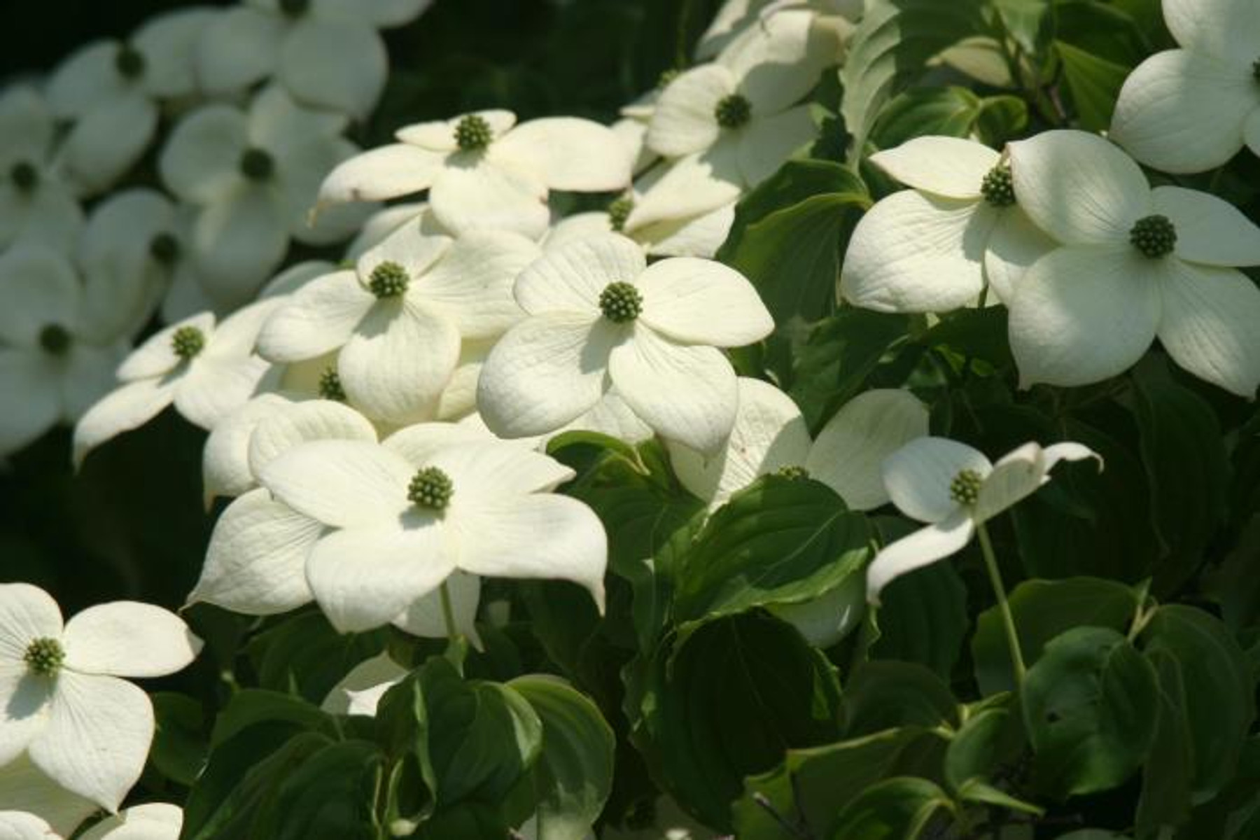 Image of Csillagsom / Cornus kousa ✥