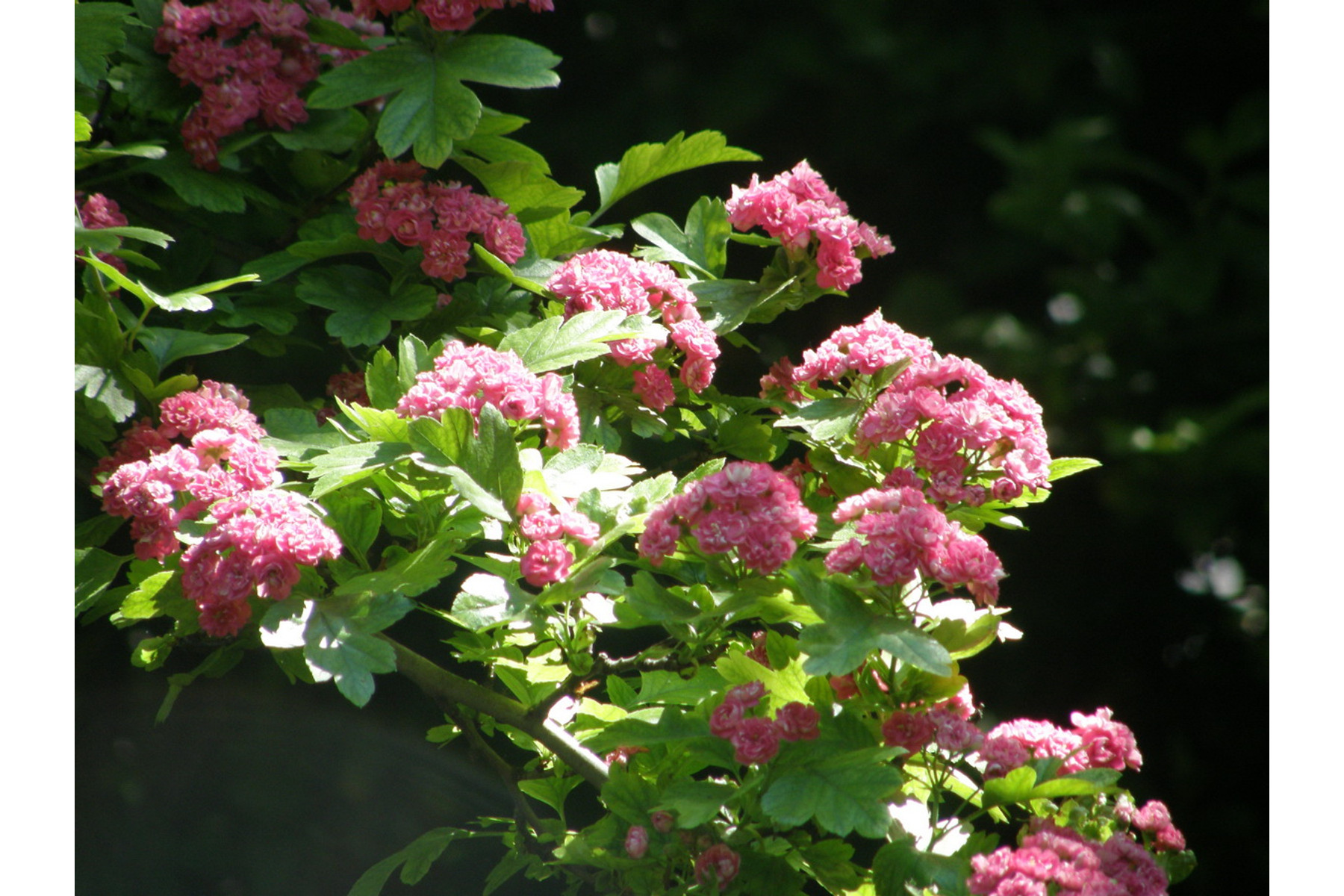 Image of Pirosvirágú díszgalagonya / Crataegus laevigata 'Paul's Scarlet' - 150-175