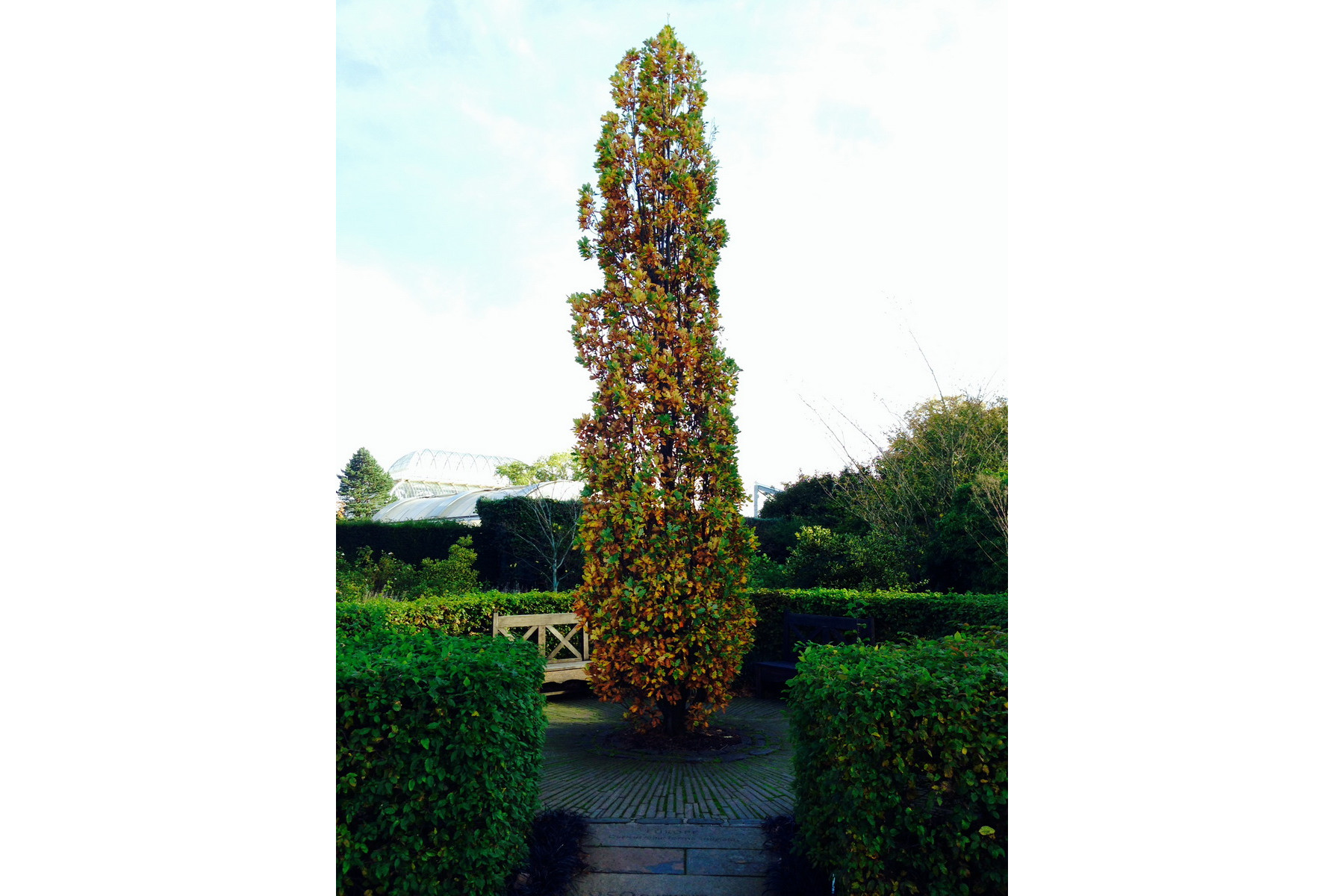 Image of Oszlopos amerikai tulipánfa / Liriodendron tulipifera 'Fastigiatum' - 200-250