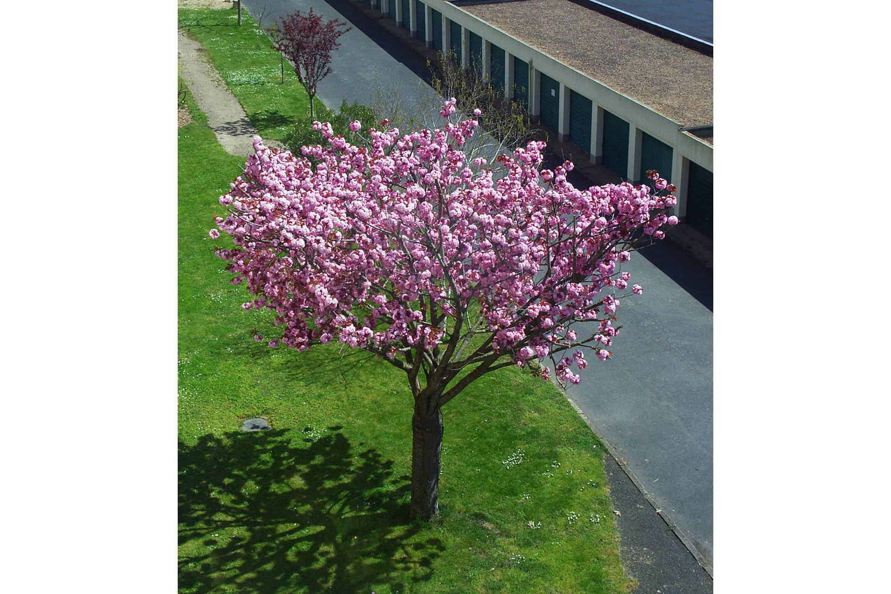 Image of Susan liliomfa (fatermetű) / Magnolia 'Susan' - 125-150