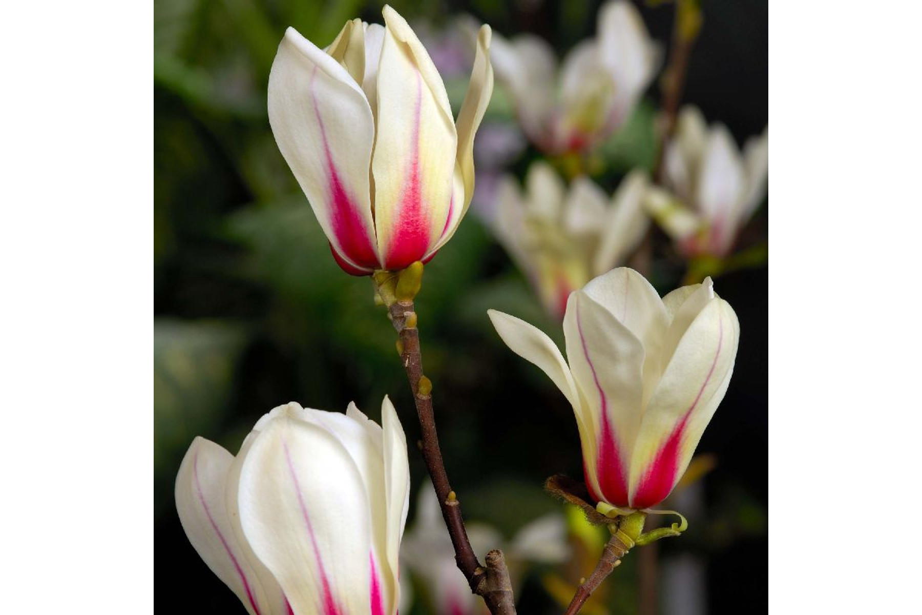 Image of Törpe liliomfa / Magnolia concinna 'Sunrise' ✥