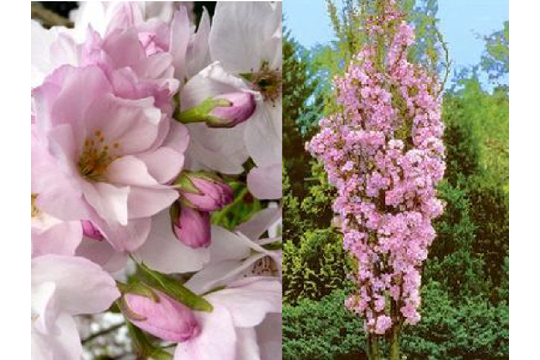 Image of Oszlopos japán díszcseresznye / Prunus serrulata 'Amanogawa' - 175-200