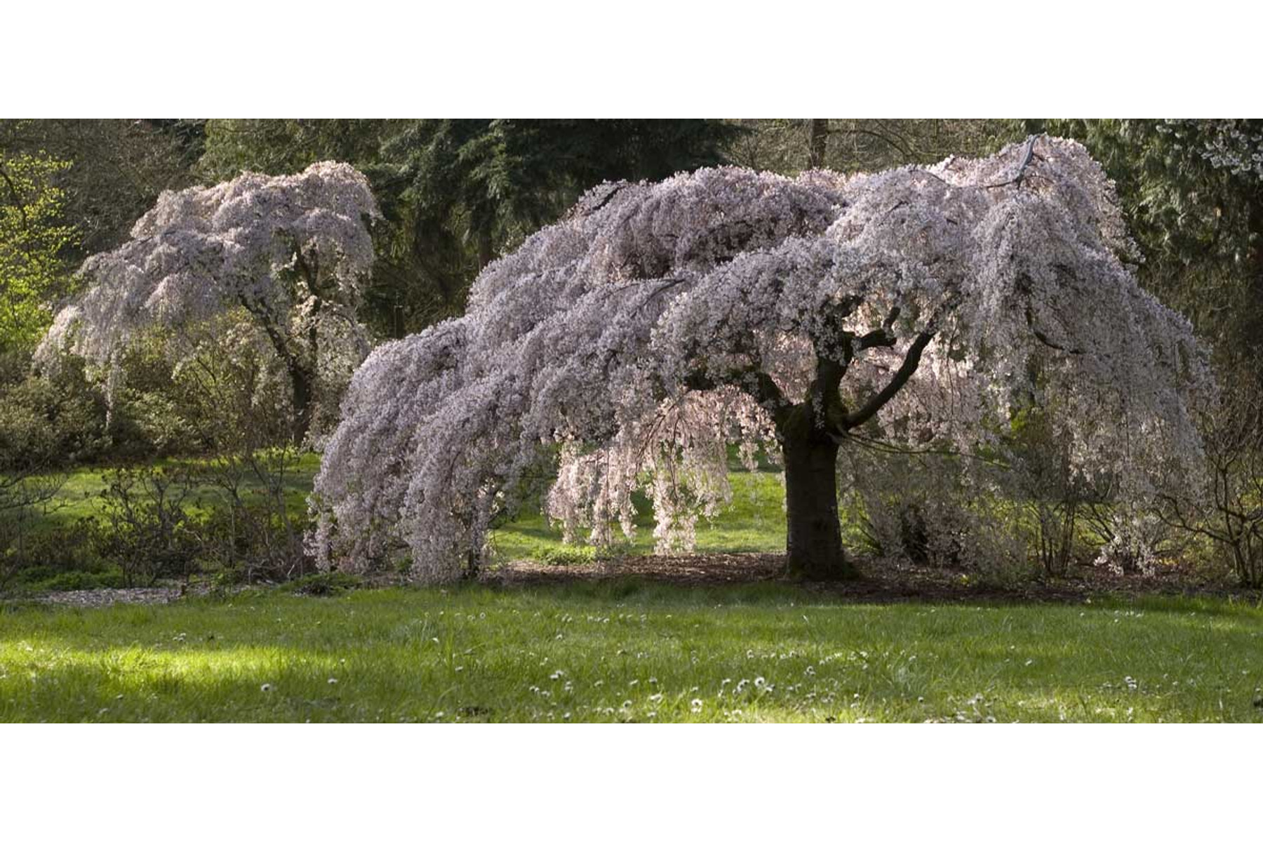 Image of Csüngő japán díszcseresznye / Prunus serrulata 'Kiku-Shidare-Sakura' ✥