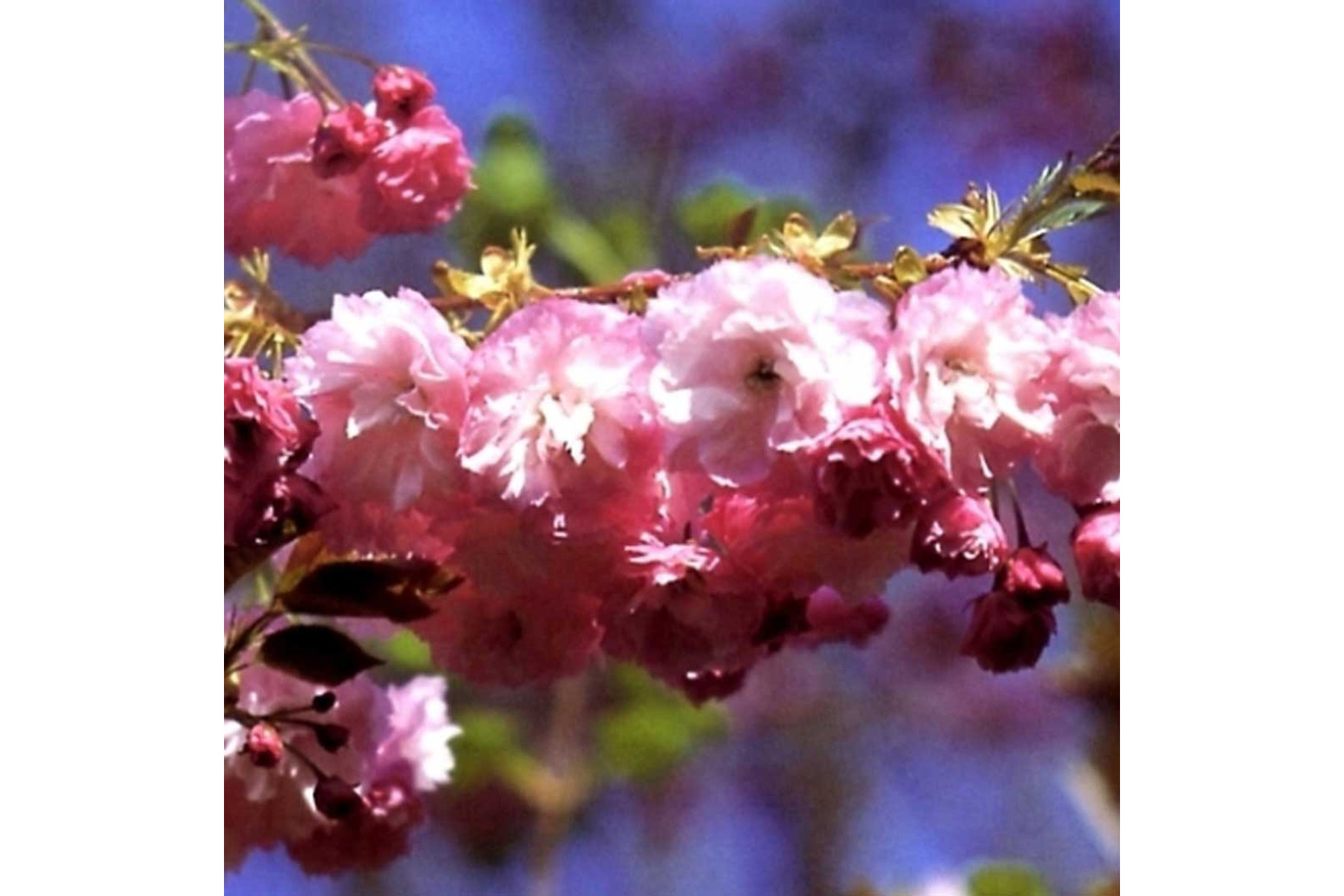 Image of Pink Perfection japán díszcseresznye / Prunus serrulata 'Pink Perfection' - 150-175