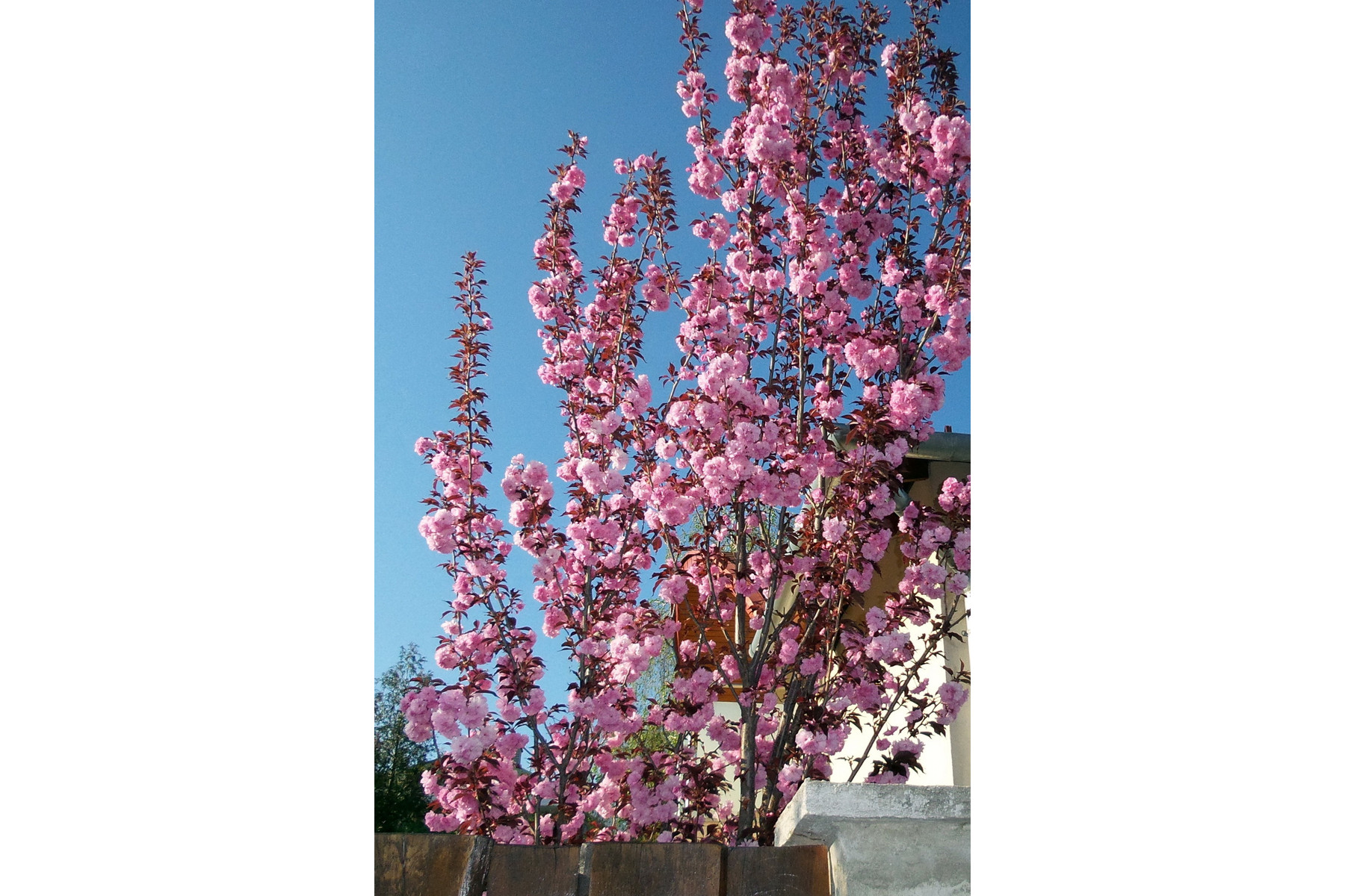 Image of Royal Burgundy japán díszcseresznye / Prunus serrulata 'Royal Burgundy' - 225-250 ÜLTETÉSSEL