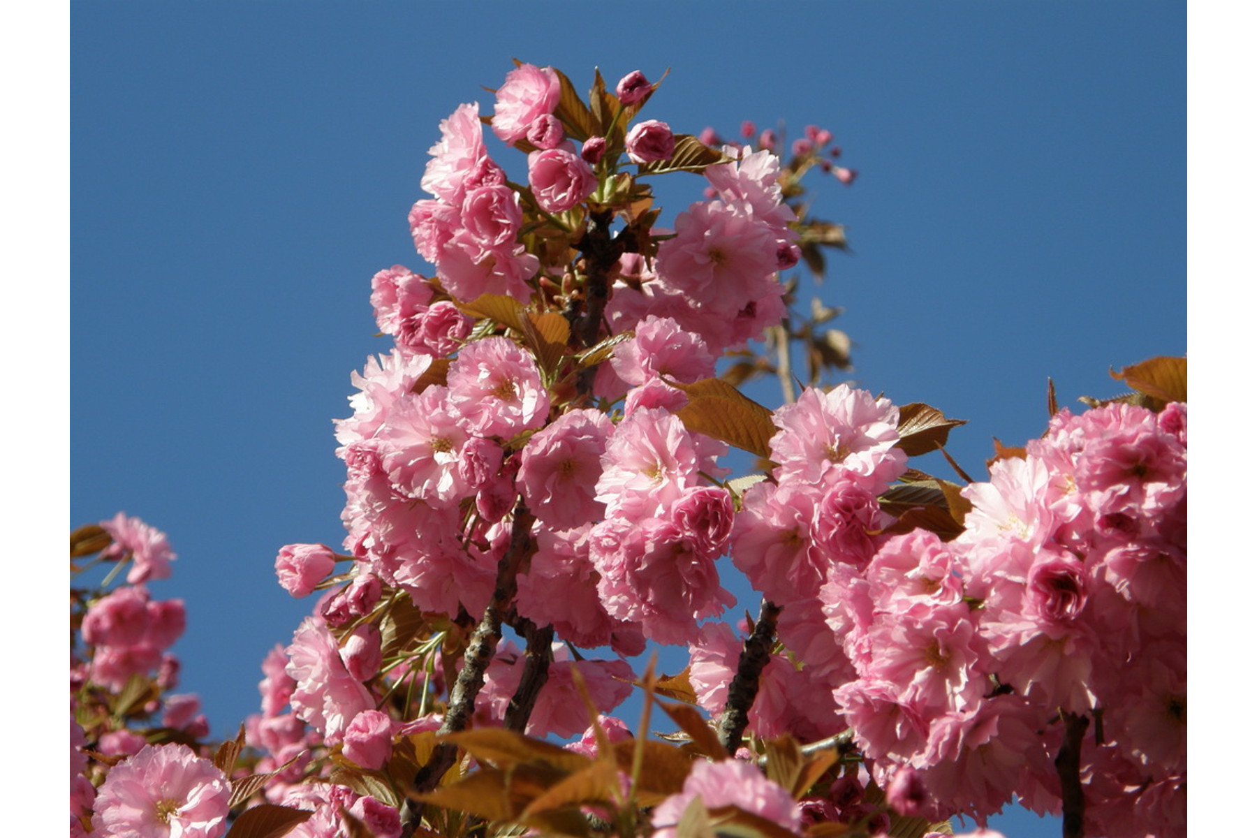 Image of Japán díszcseresznye / Prunus serrulata 'Kanzan' - 125-150