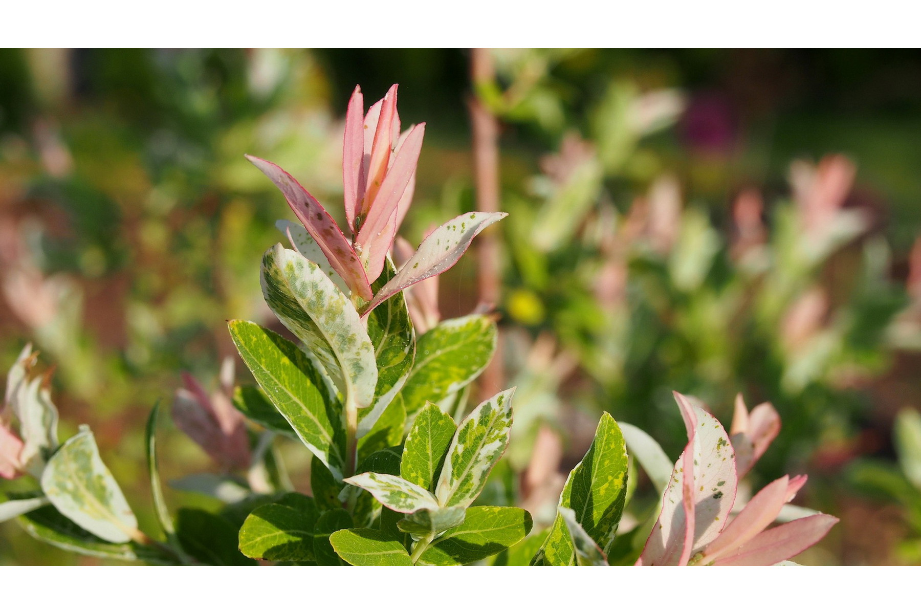 Image of Tarkalevelű japán fűz / Salix integra 'Hakuro-nishiki' - 40-60 cm bokor