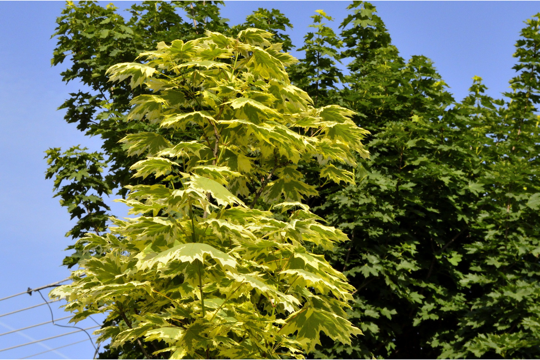 Image of Tarka levelű korai juhar / Acer platanoides 'Drummondii' - 200-225
