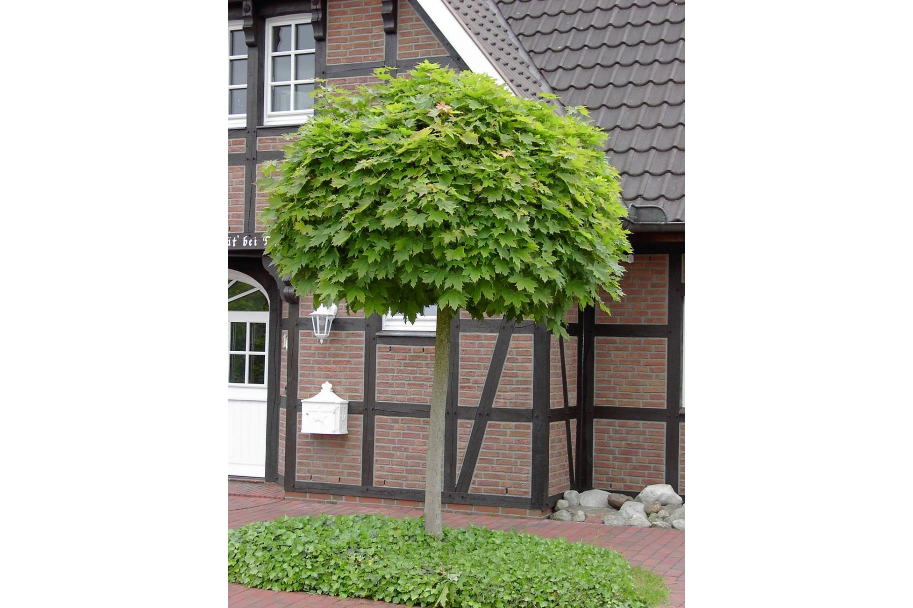 Image of Gömbjuhar / Acer platanoides 'Globosum' ✥