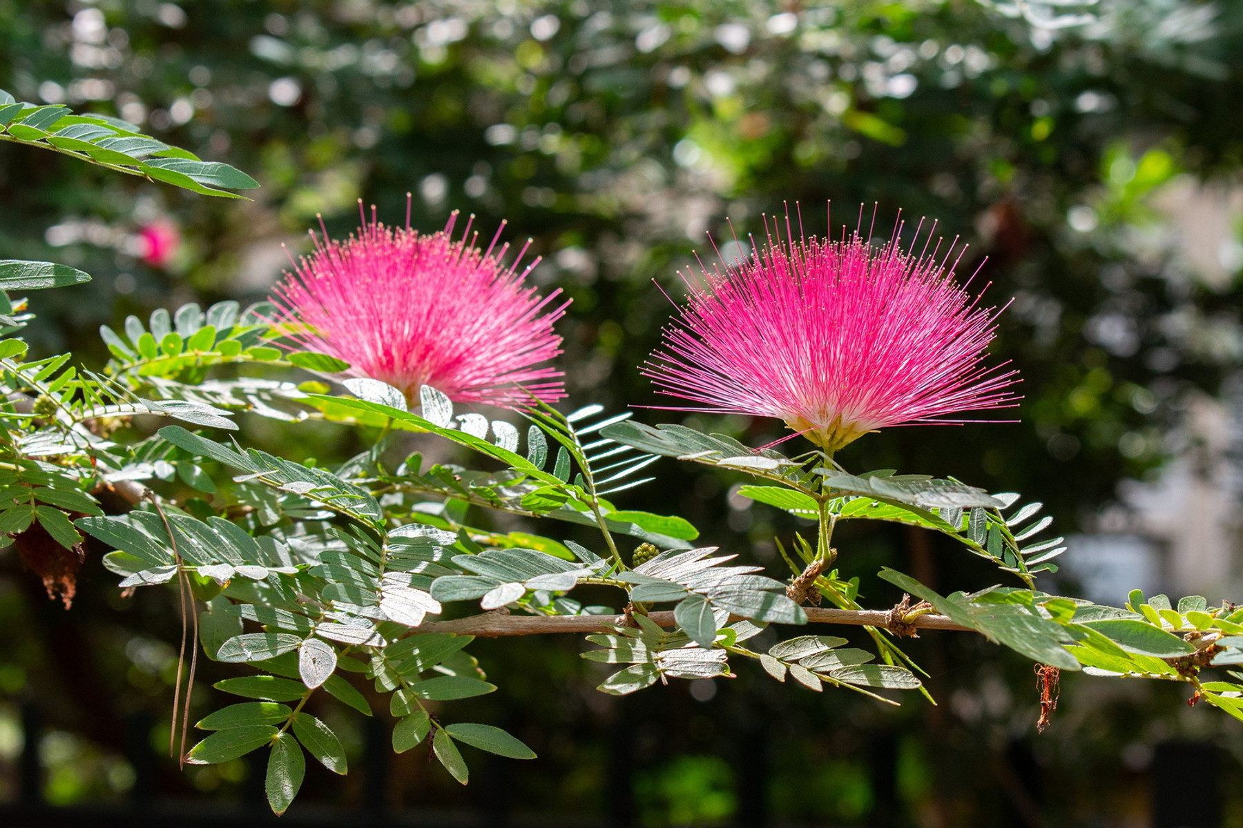 Image of Selyemakác / Albizia julibrissin ✥