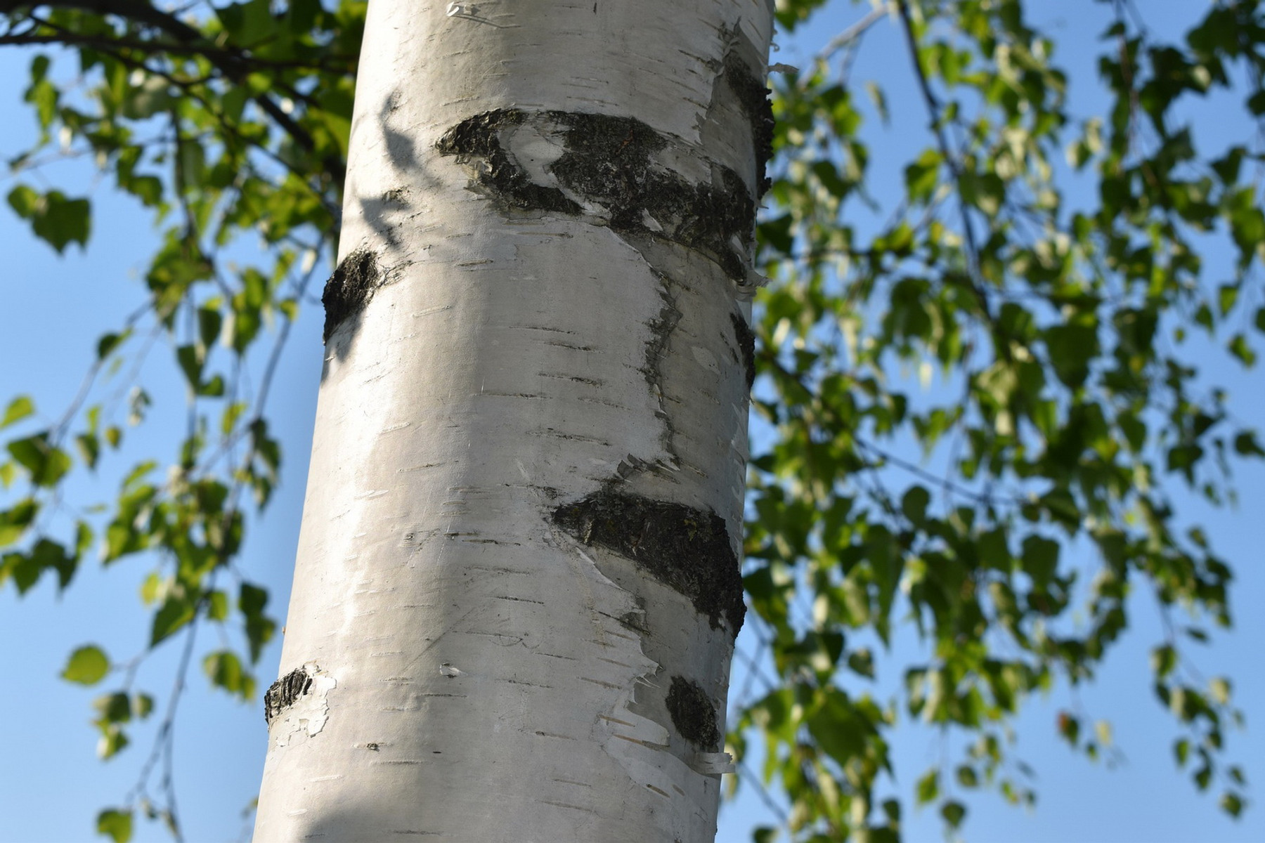 Image of Nyírfa / Betula pendula ✥