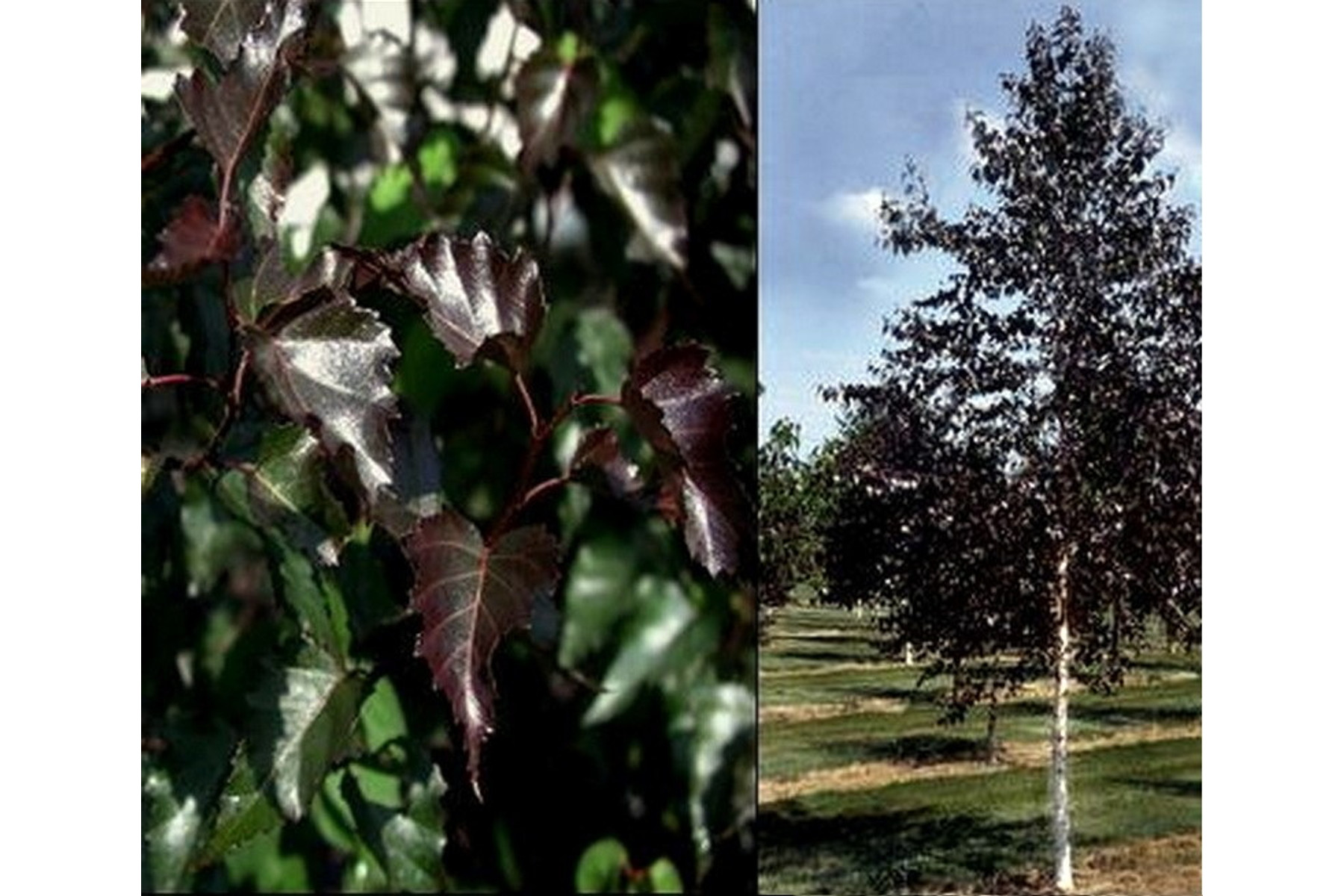 Image of Bordó levelű nyír / Betula pendula 'Royal Frost' ✥