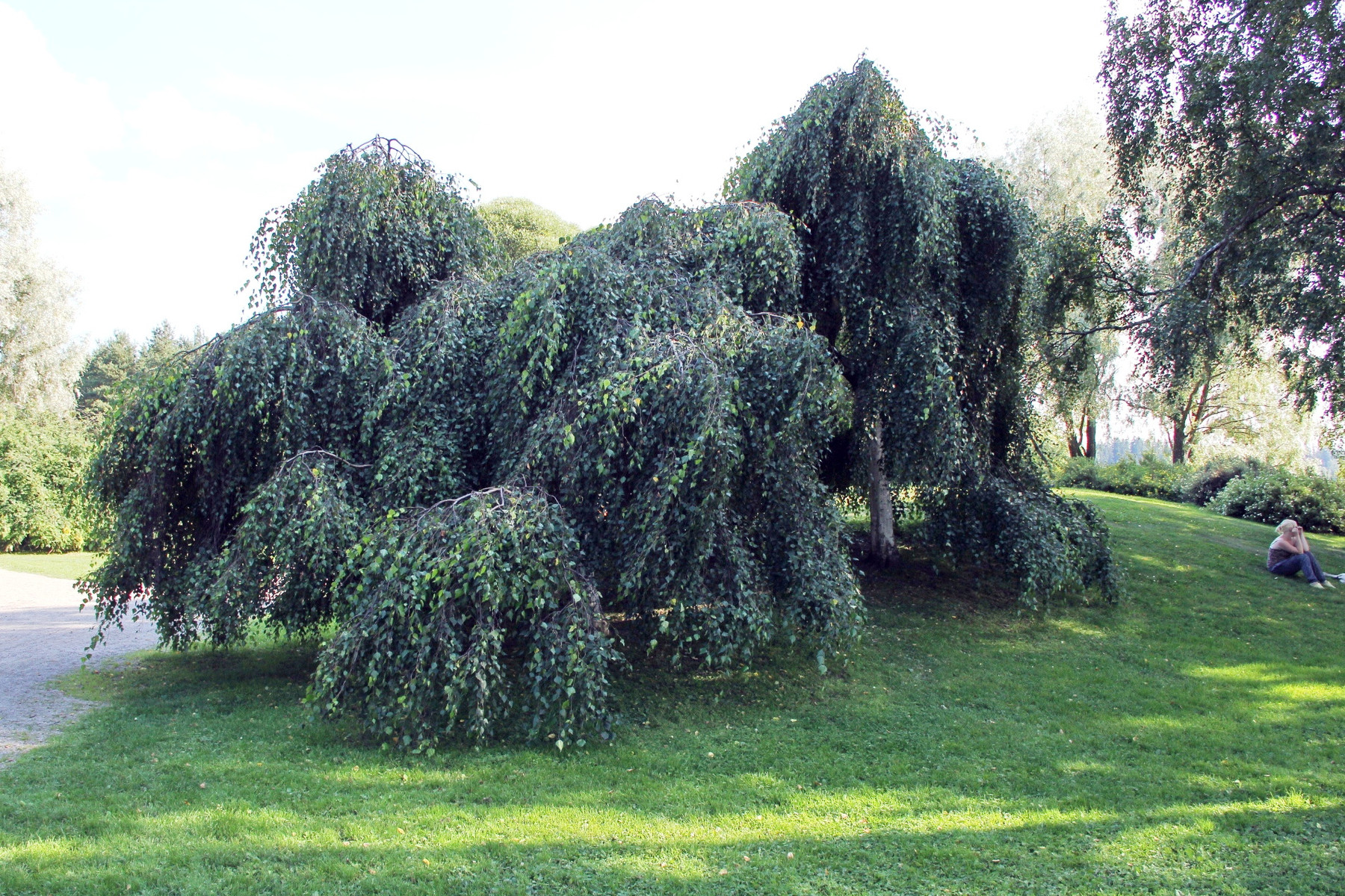 Image of Csüngő nyír / Betula pendula 'Youngii' ✥
