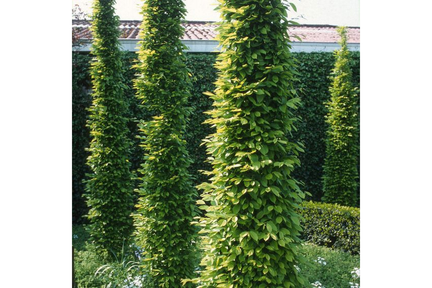 Image of Oszlopos gyertyán / Carpinus betulus 'Fastigiata' - 125-150