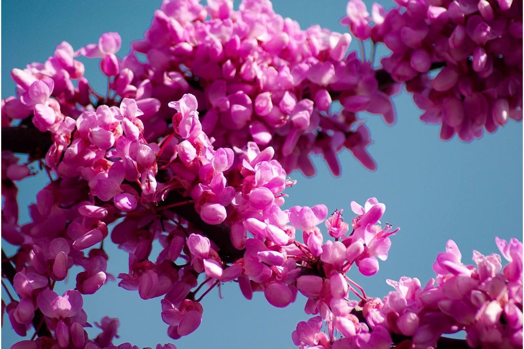 Image of Forest Pansy júdásfa / Cercis canadensis 'Forest Pansy' ✥