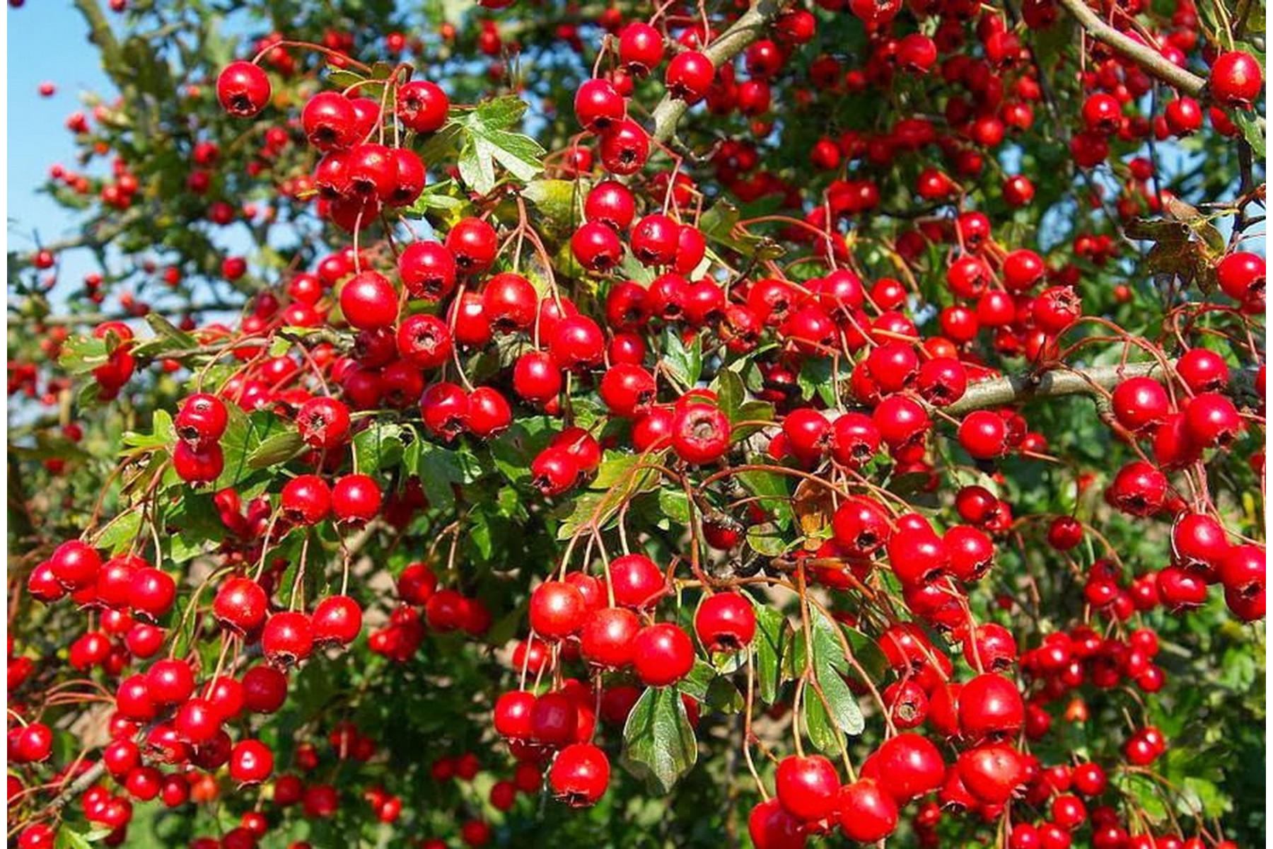 Image of Ehető kínai galagonya / Crataegus pinnatifida ✥