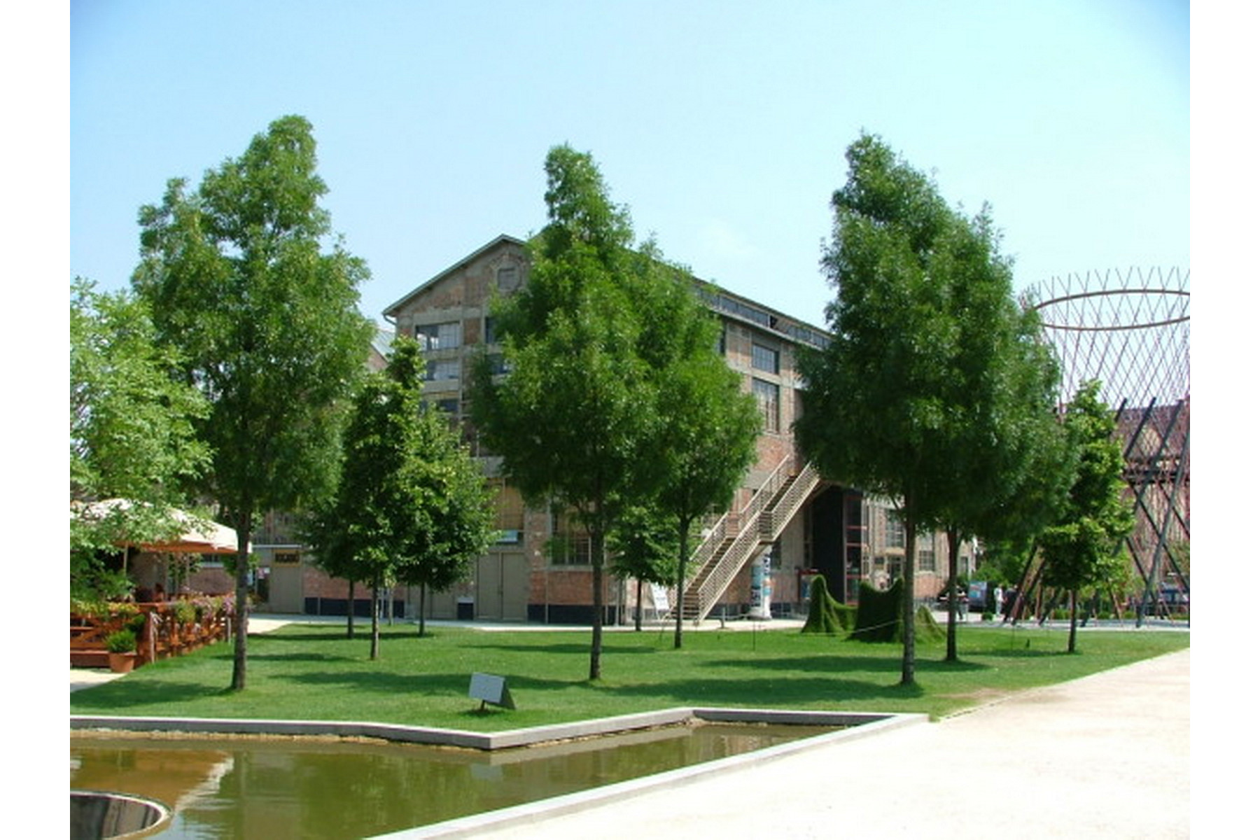 Image of Raywood keskenylevelű kőris / Fraxinus angustifolia 'Raywood' - 225-250