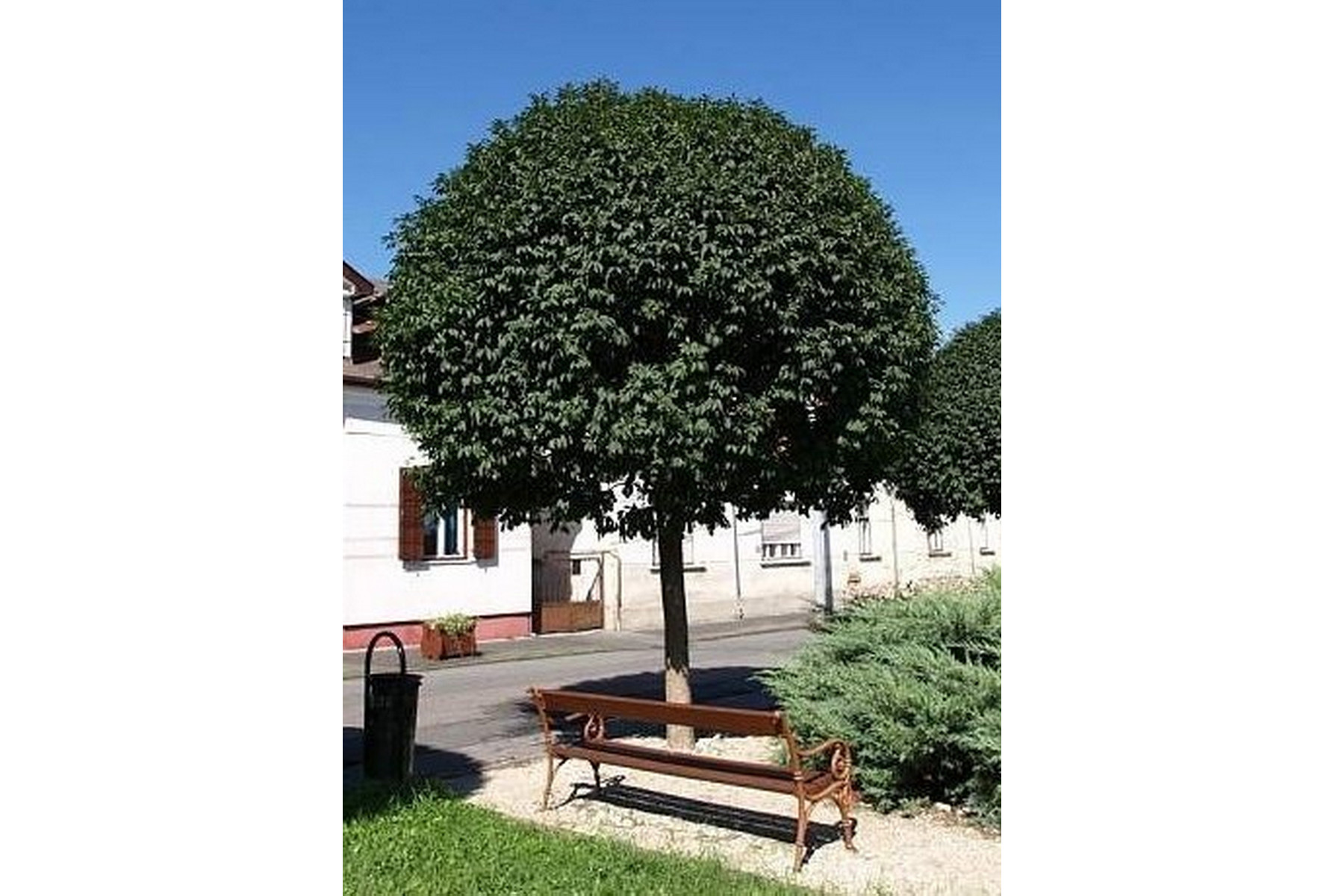 Image of Gömbkőris / Fraxinus ornus 'Mecsek' ✥