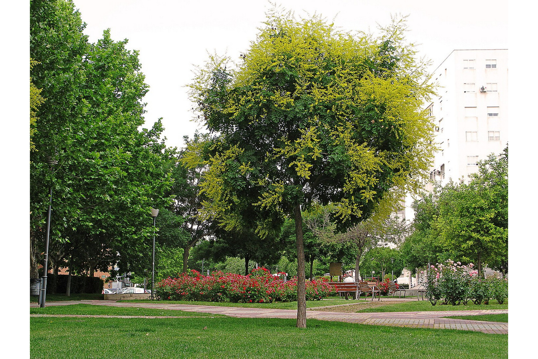 Image of Bugás csörgőfa / Koelreuteria paniculata ✥