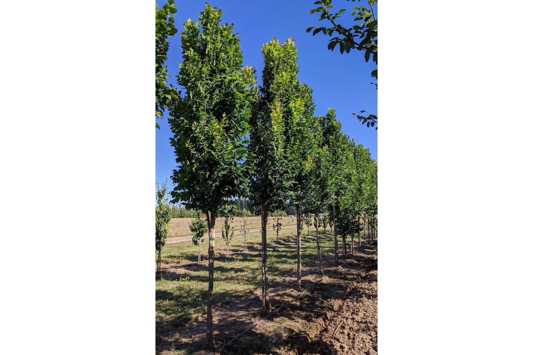 Image of Oszlopos csörgőfa / Koelreuteria paniculata 'Fastigiata'