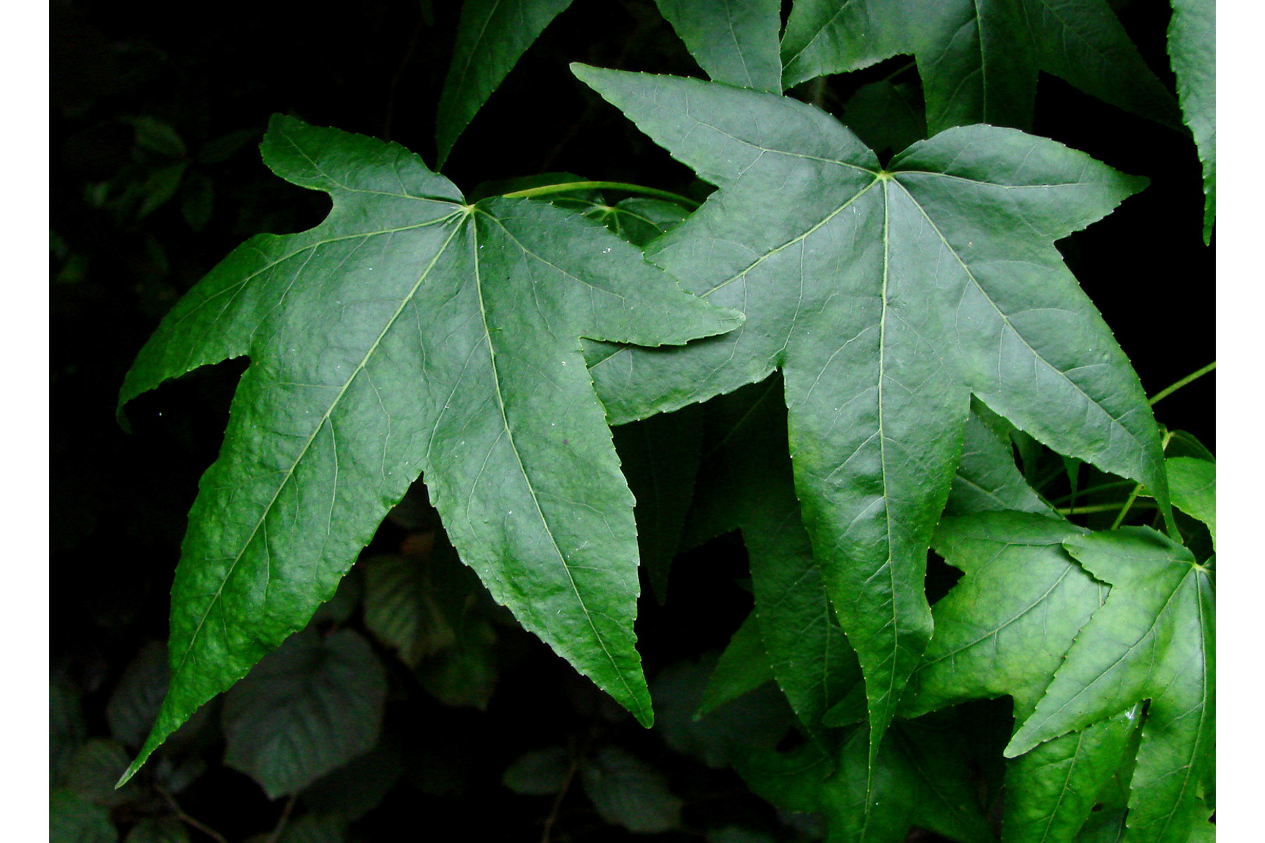 Image of Amerikai ámbrafa / Liquidambar styraciflua ✥