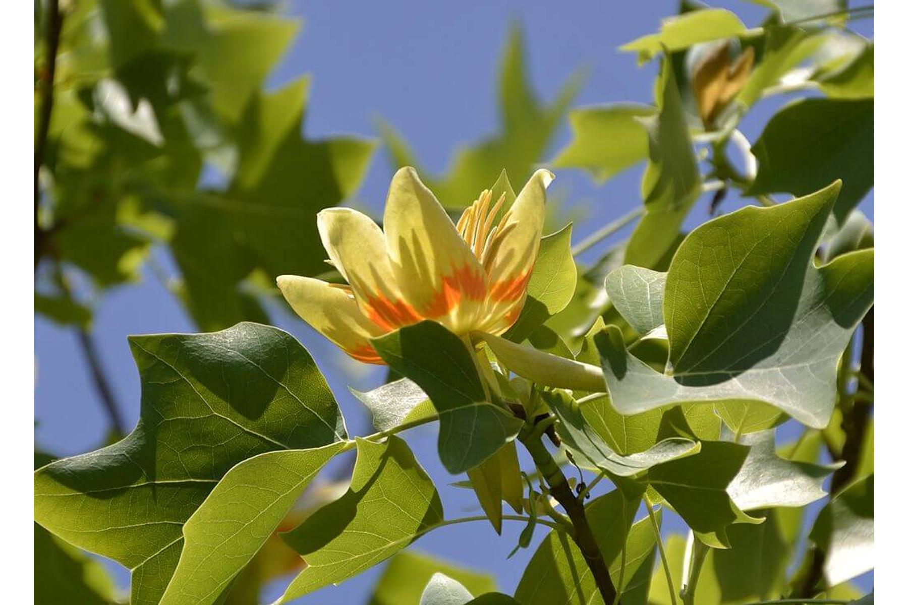 Image of Amerikai tulipánfa / Liriodendron tulipifera ✥