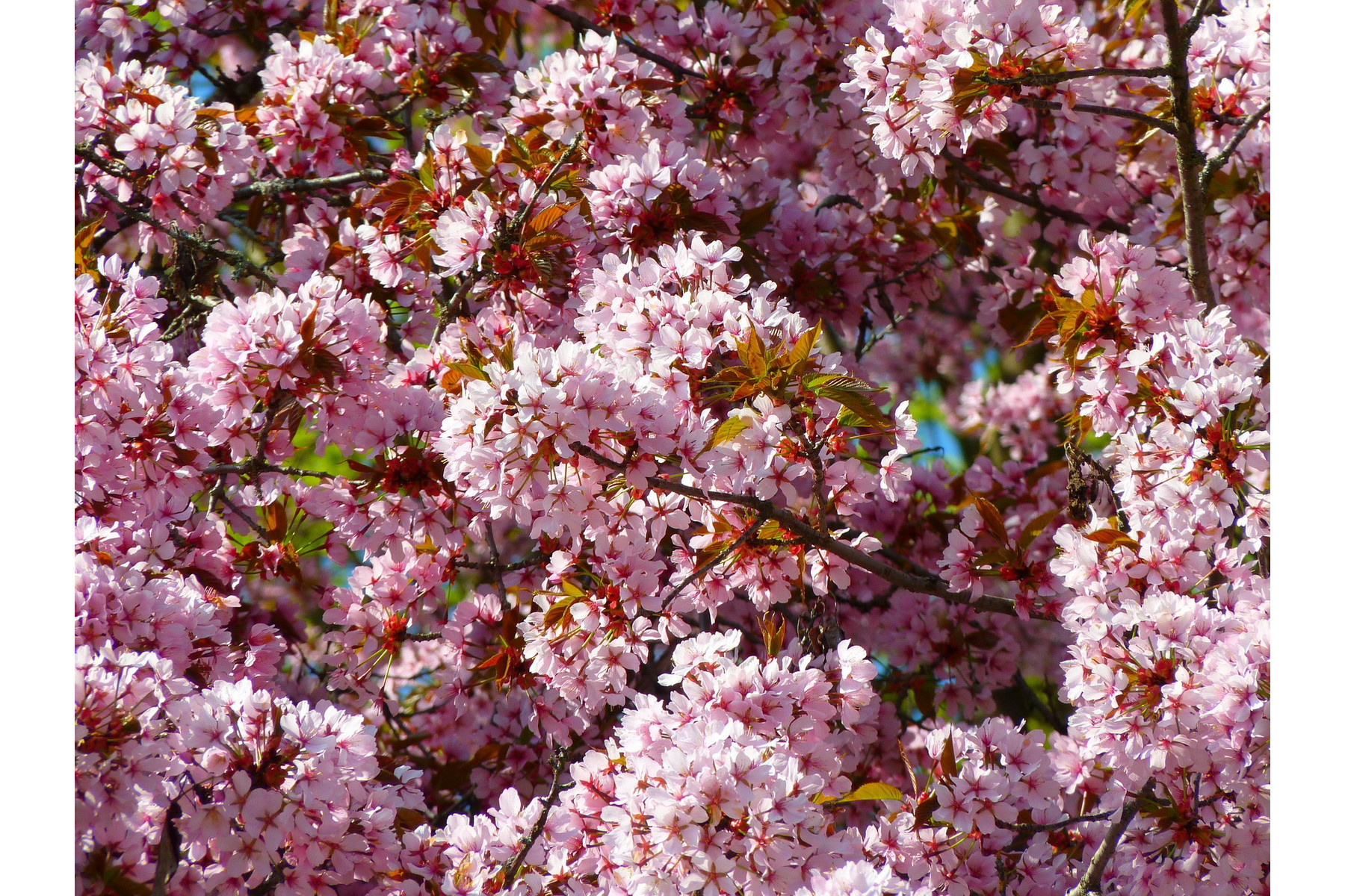 Image of Vérszilva / Prunus cerasifera 'Woodii' ✥
