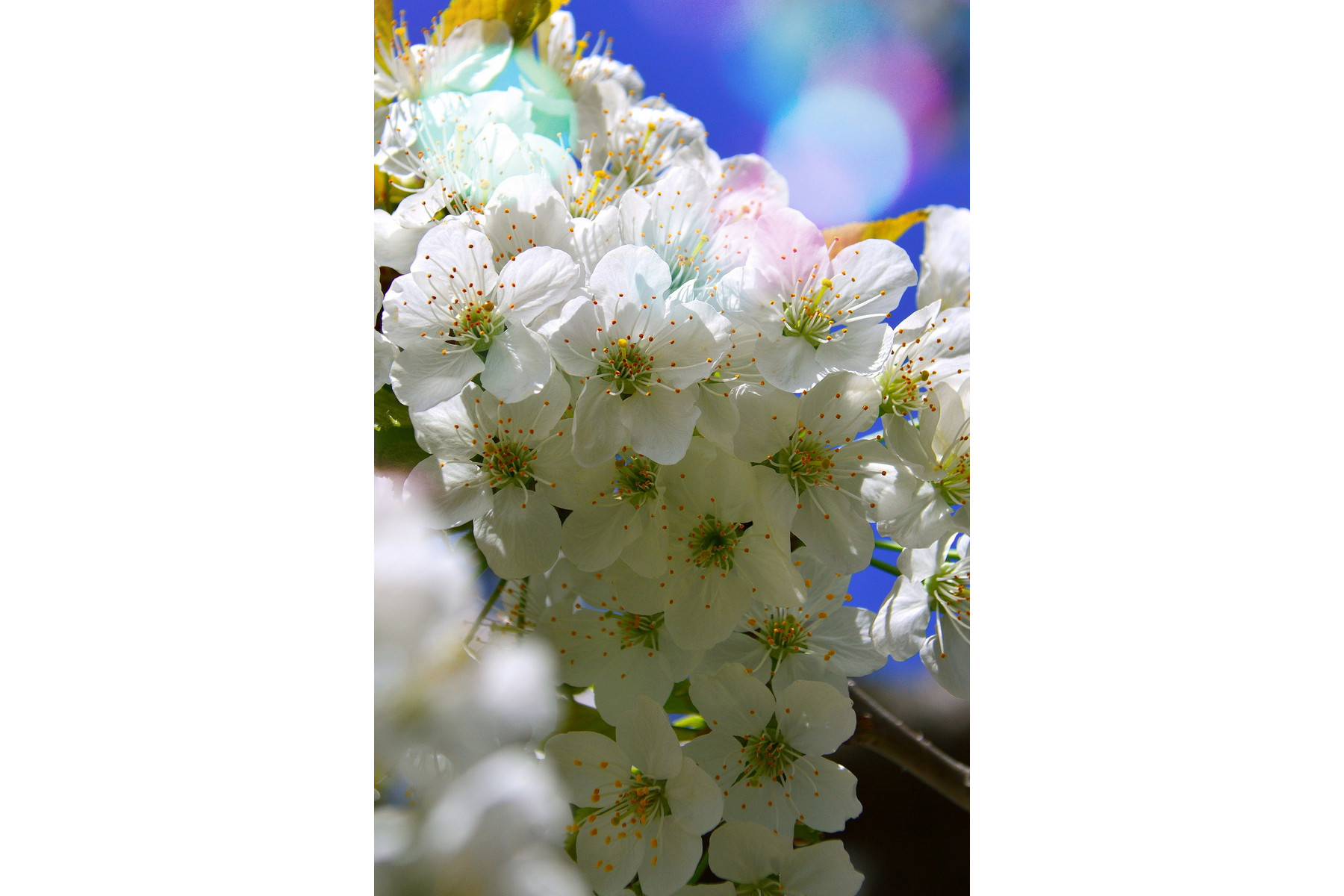 Image of Gömbkoronájú csepleszmeggy / Prunus fruticosa 'Globosa' ✥