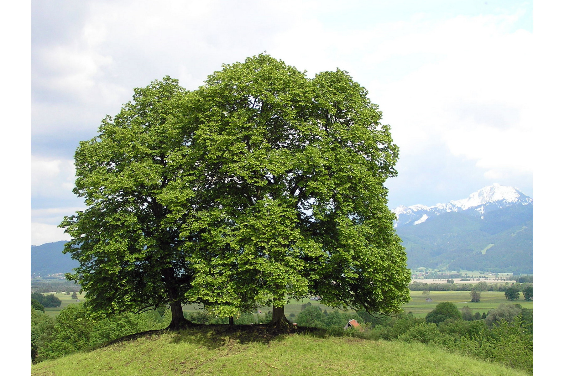 Image of Kislevelű hárs / Tilia cordata 250-300