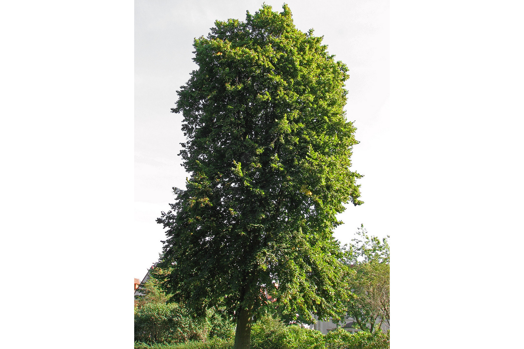 Image of Nagylevelű hárs / Tilia platyphyllos 225-250