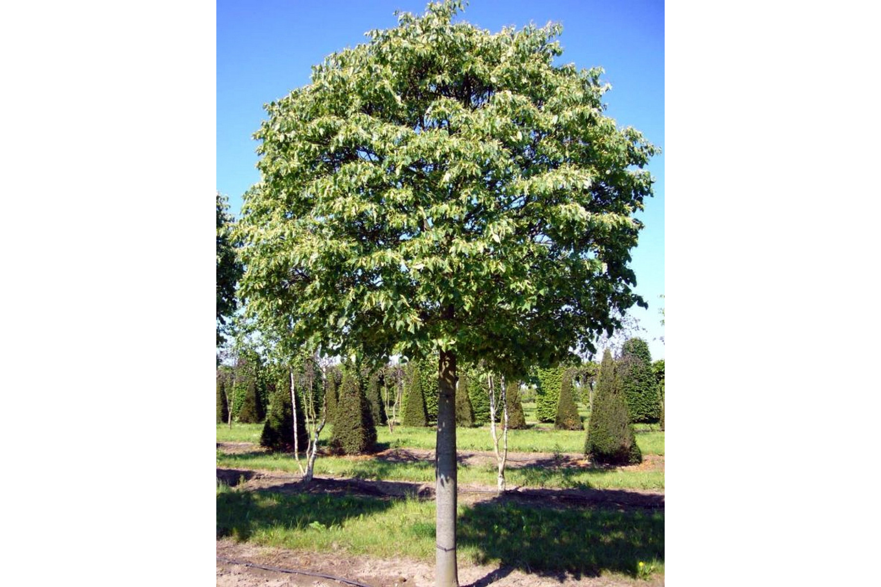 Image of Gömb hárs / Tilia platyphyllos 'Pannonia' ✥